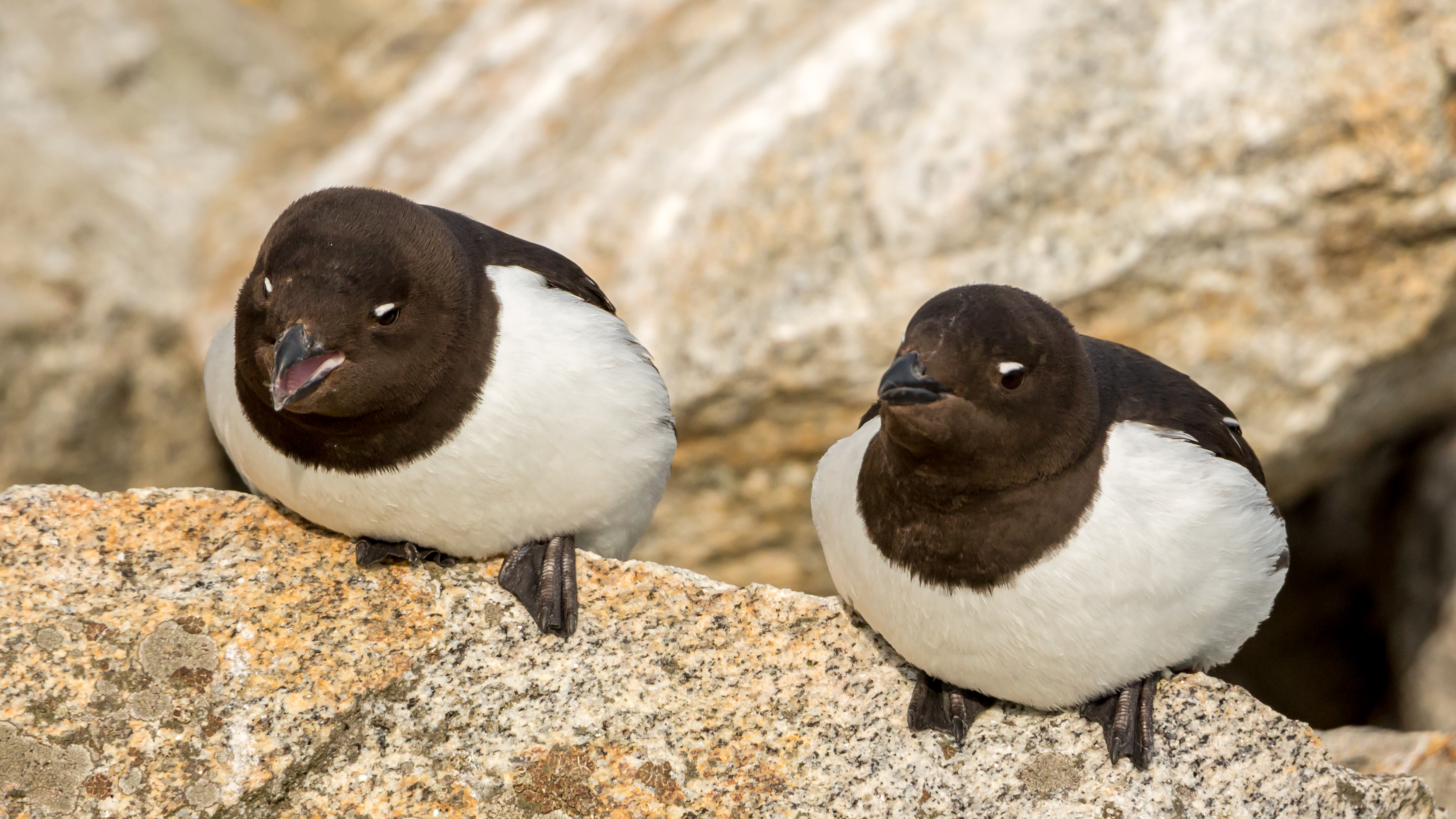 Little auks (Alle alle) on Fuglesangen, Svalbard (2)
