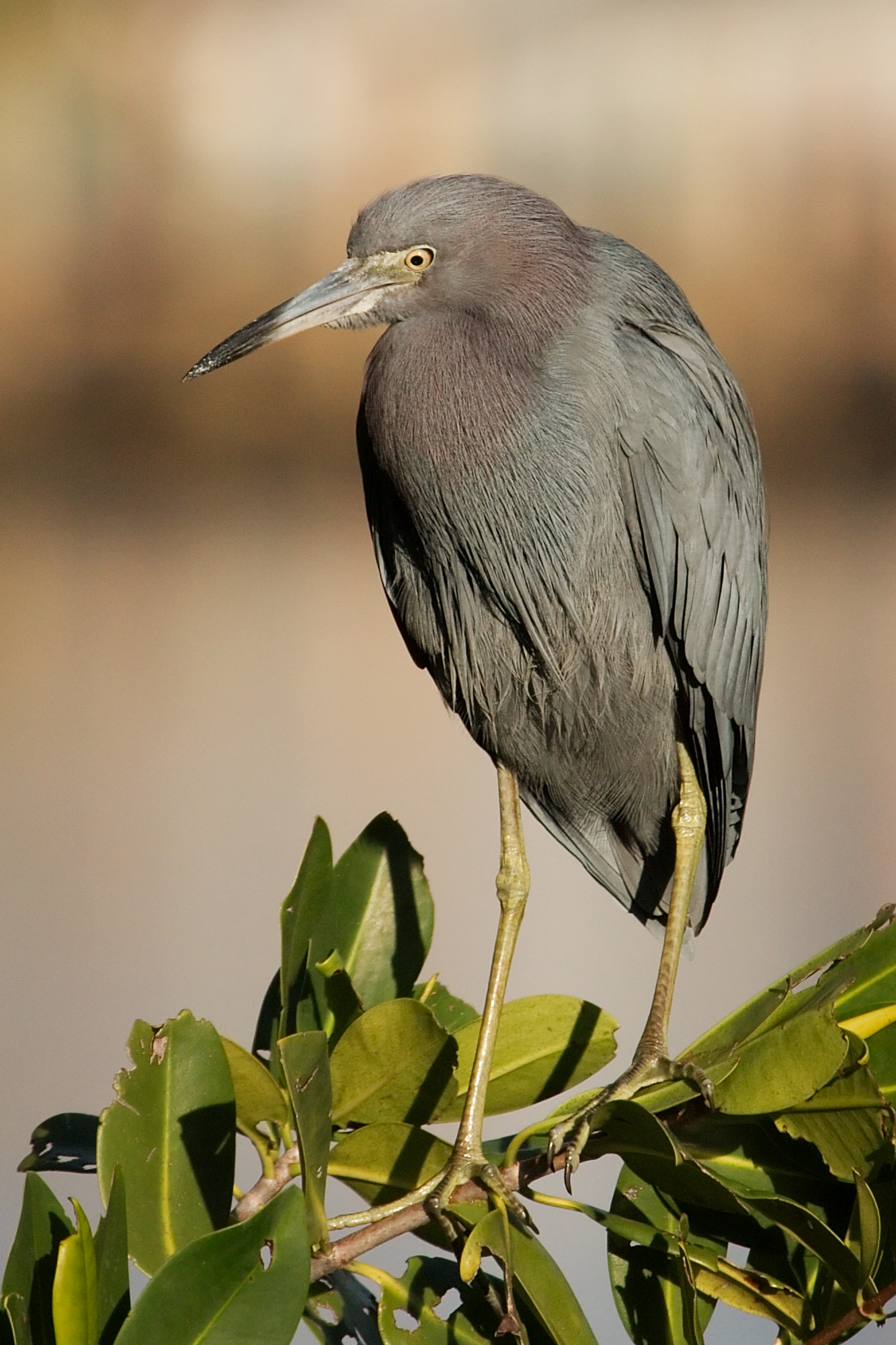 Little Blue Heron 9812