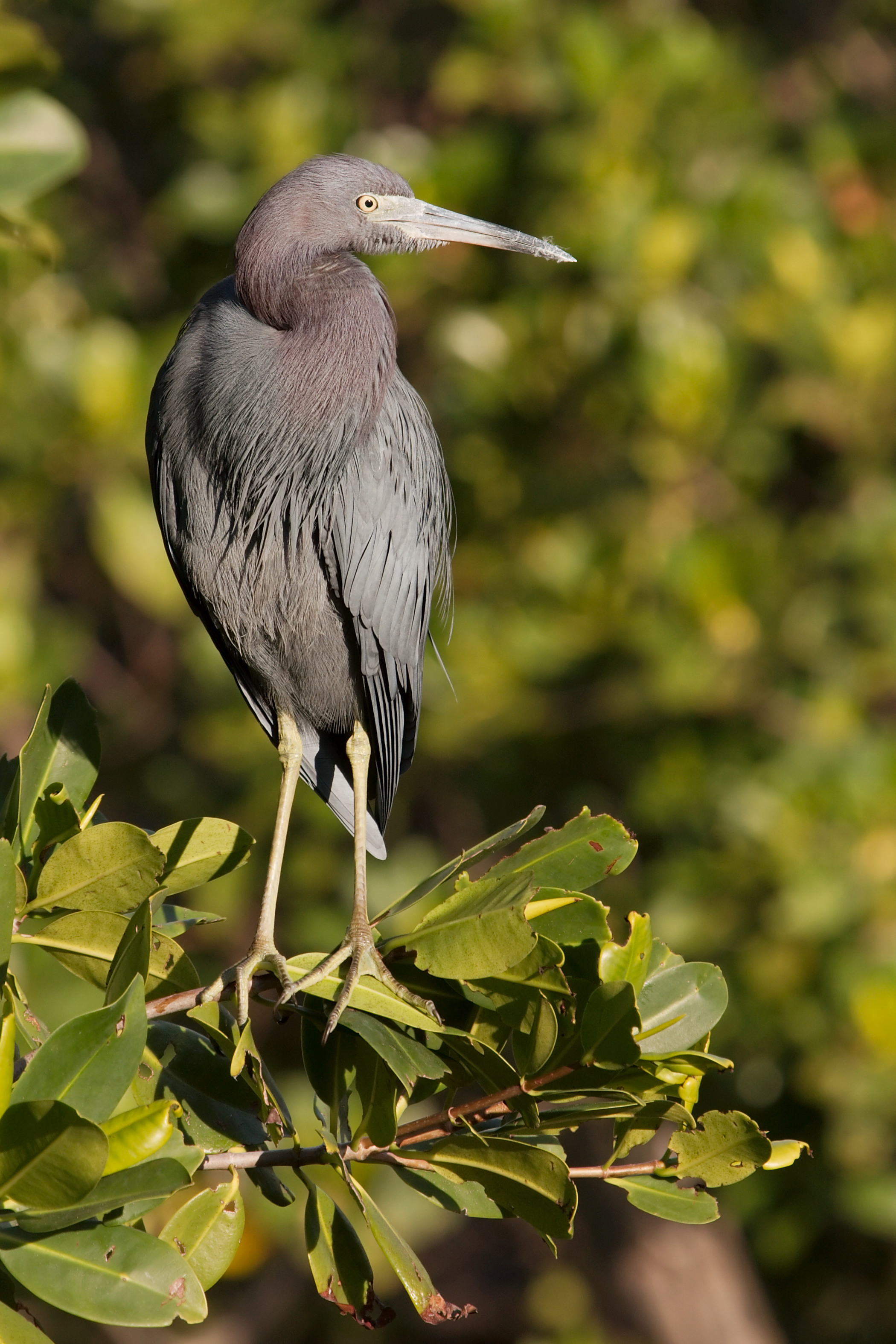 Little Blue Heron 9871