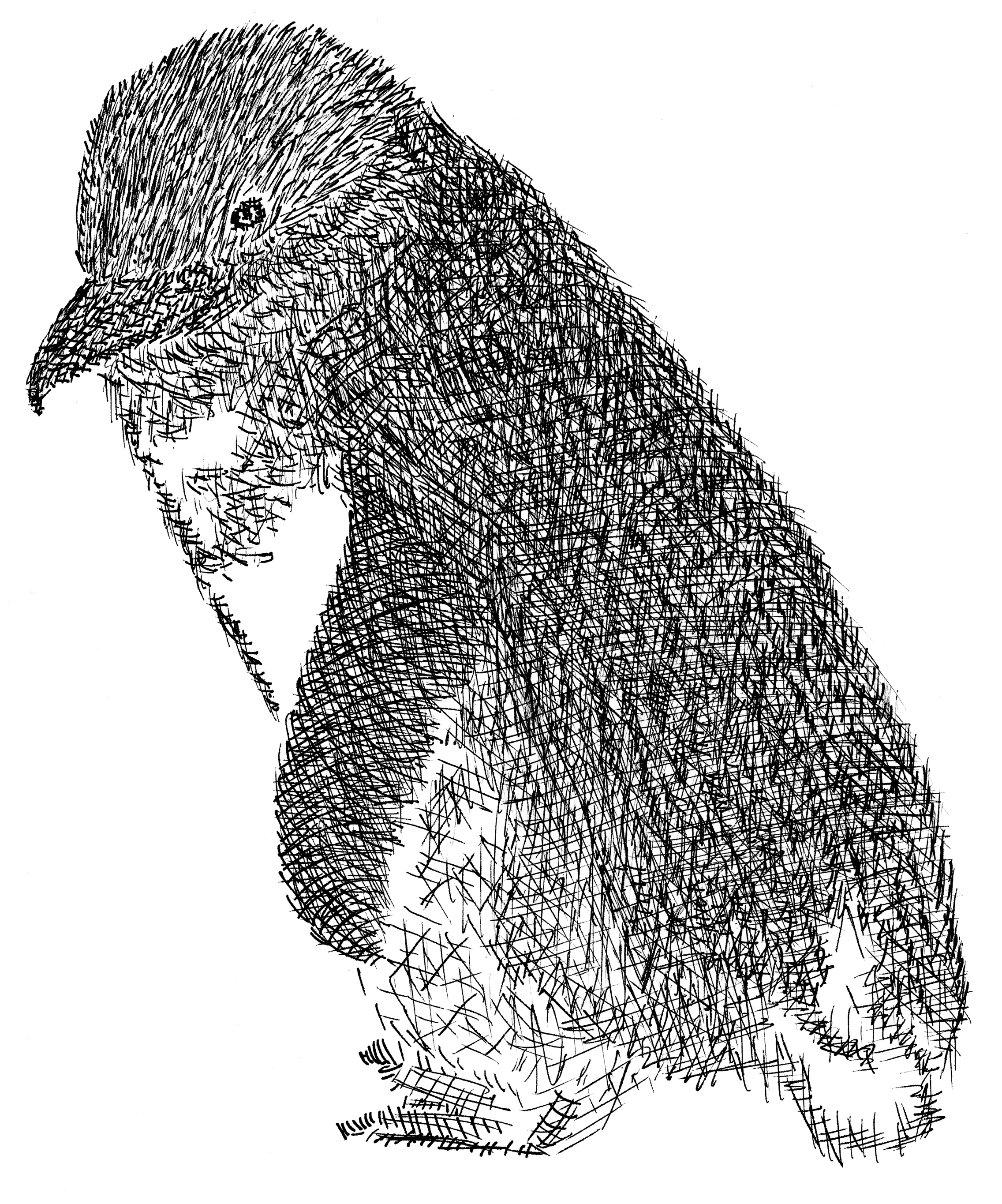 Little Blue Penguin drawing