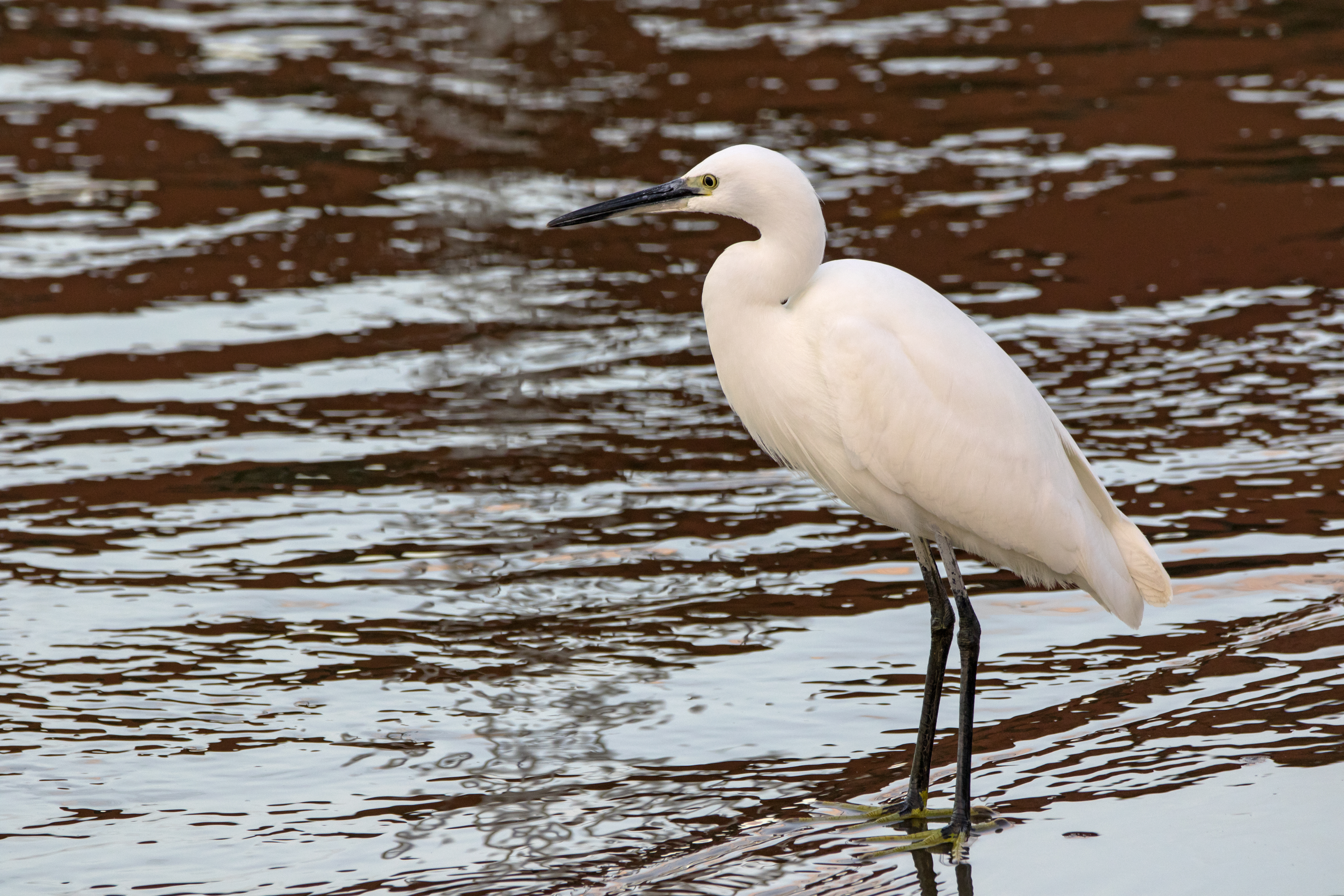 Little egret, Yamato River, Osaka, November 2015