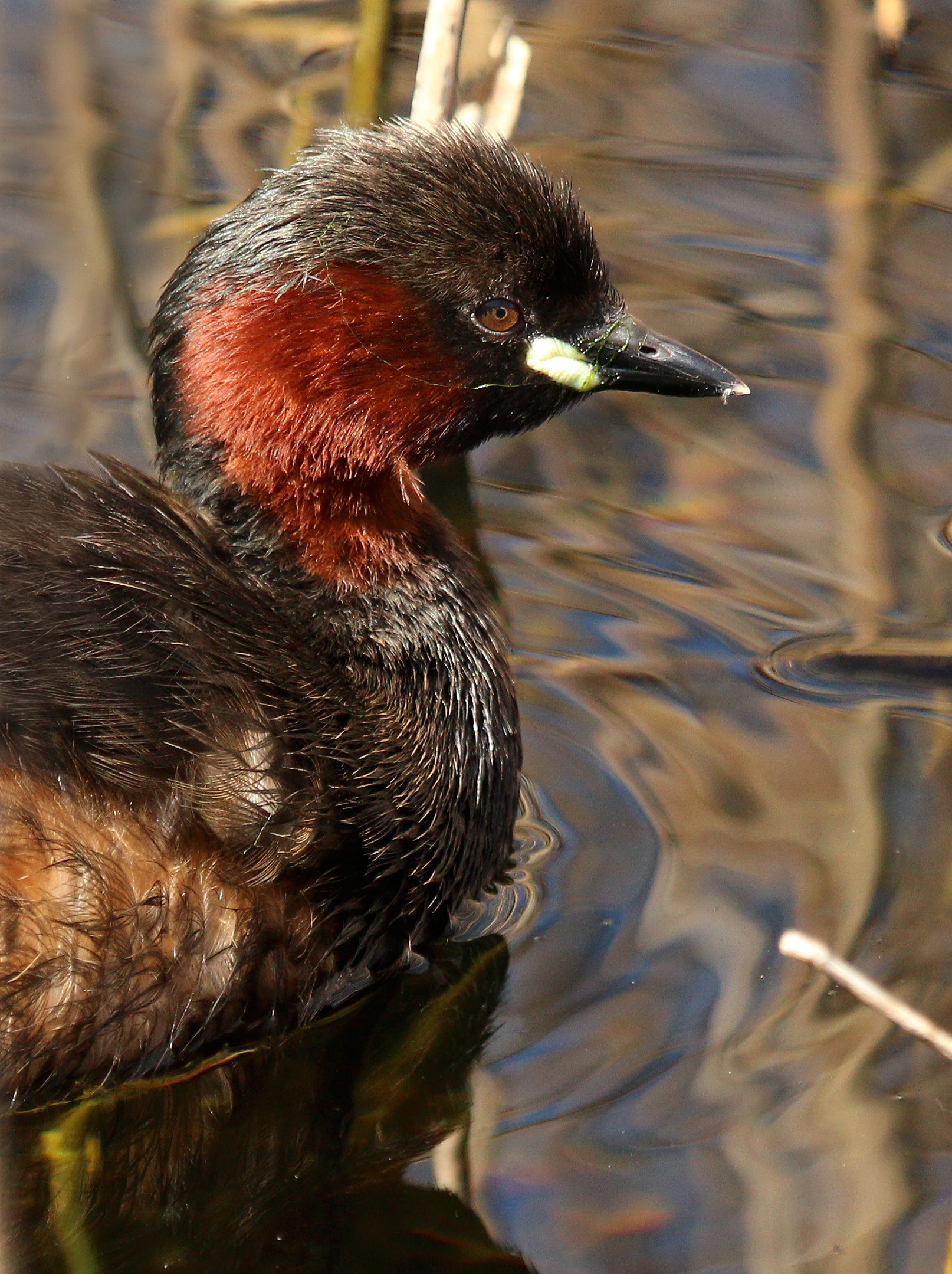 Little grebe (Tachybaptus ruficollis)