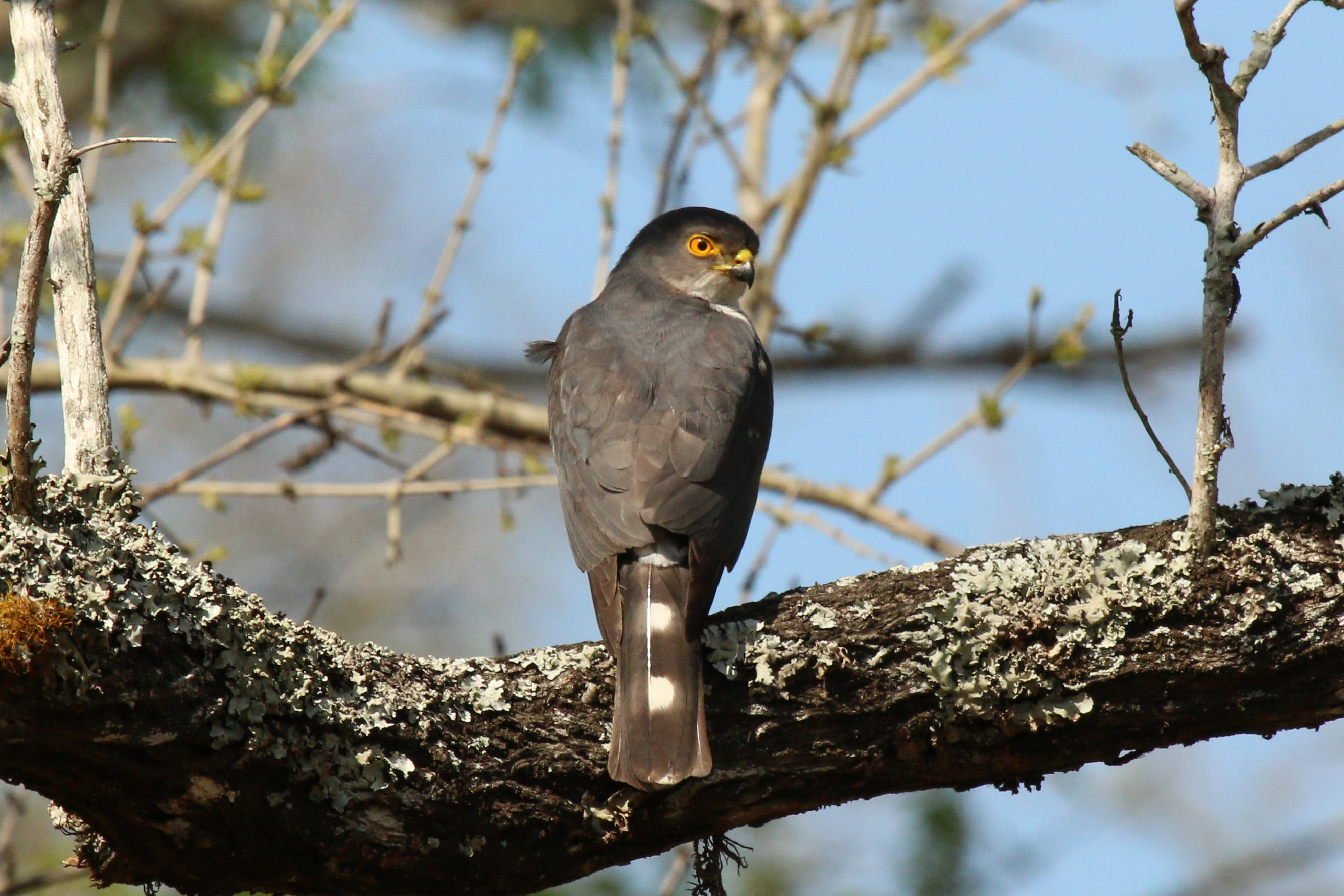 Little sparrowhawk (Accipiter minullus) 02