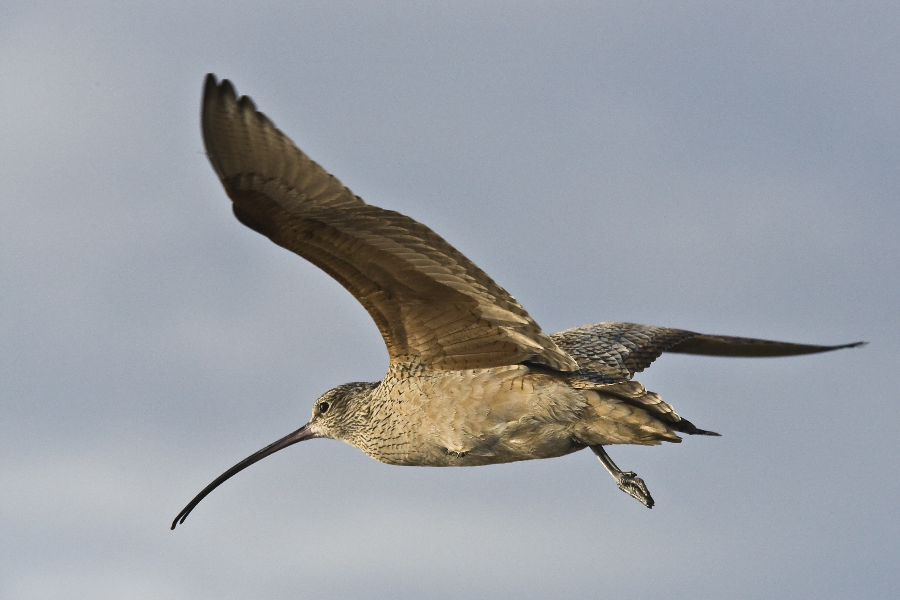 Long-billed Curlew, Morro Strand State Beach