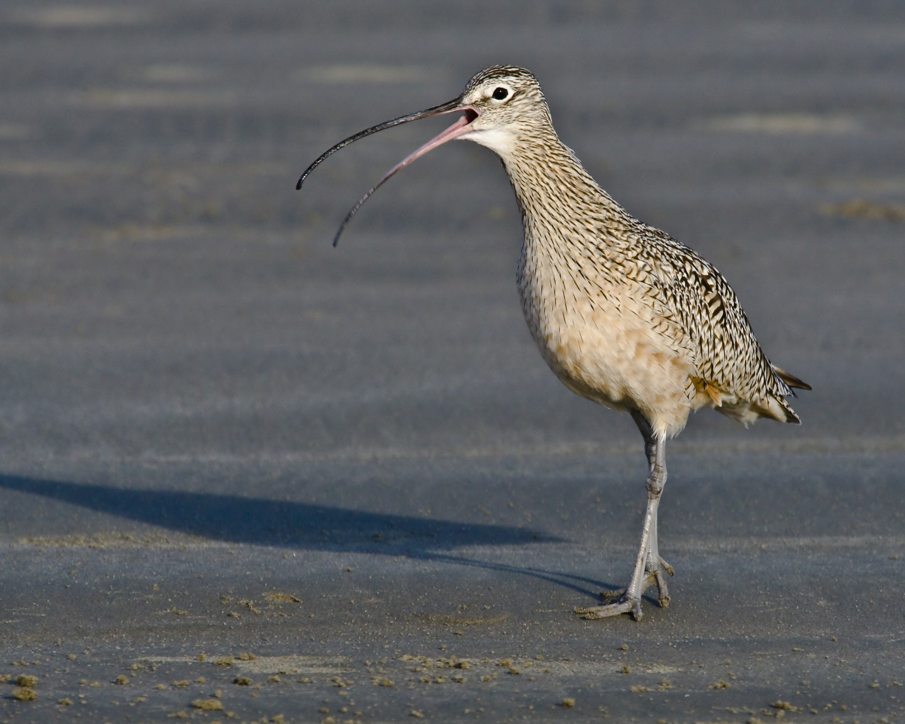 Long-billed Curlew, Morro Strand State Beach2