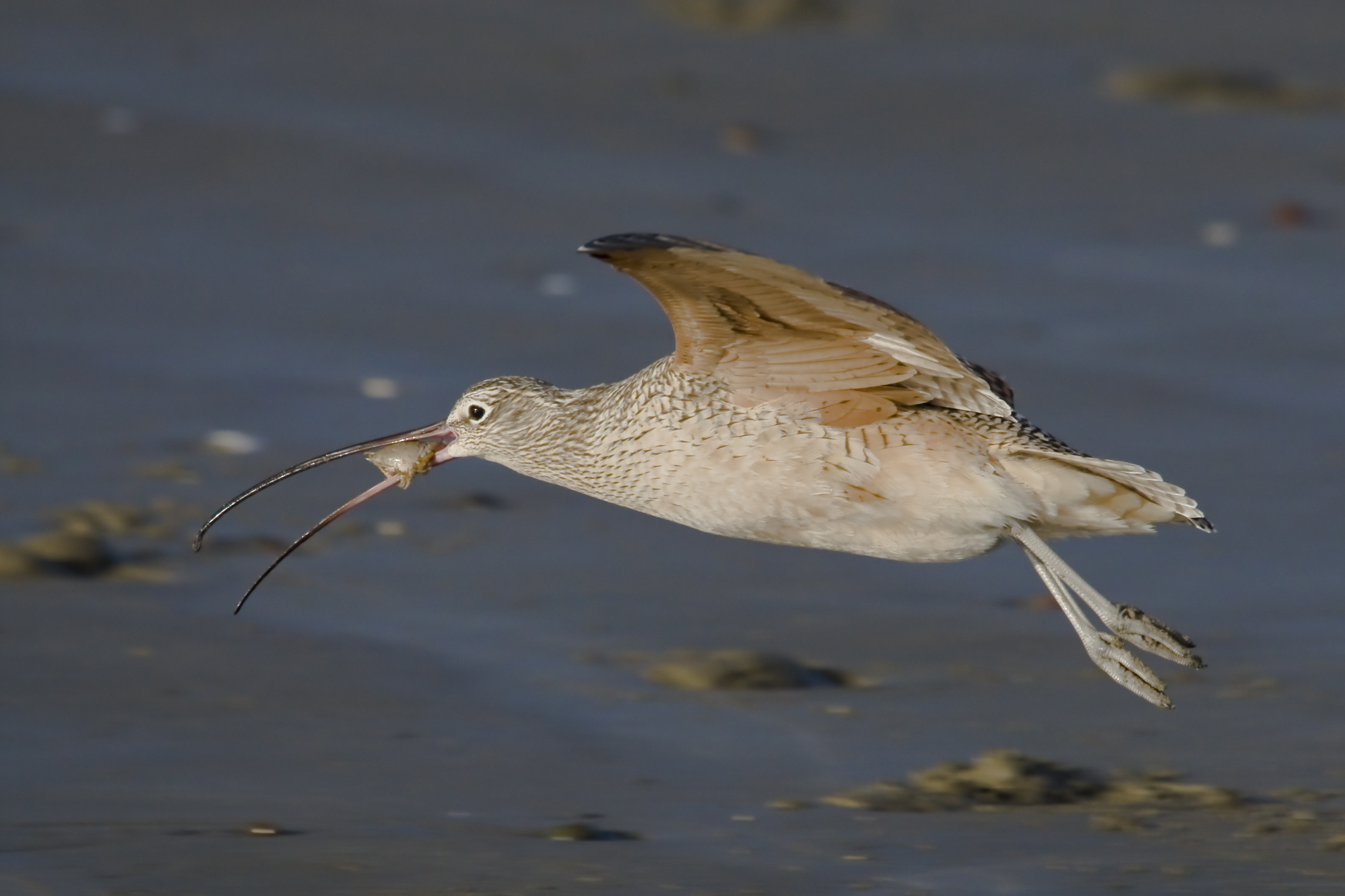 Long-billed Curlew, Morro Strand State Beach3