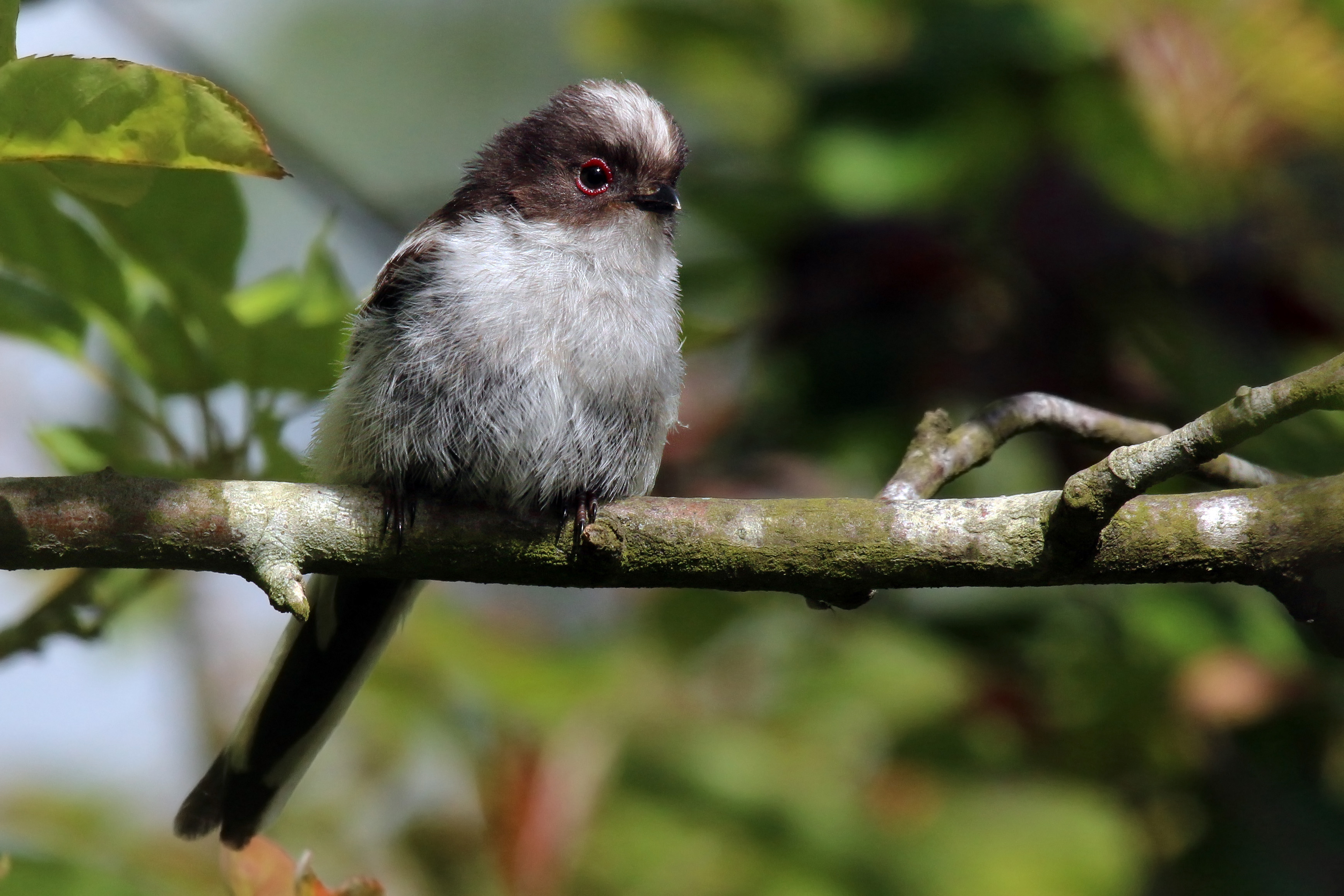 Long-tailed tit (Aegithalos caudatus) juvenile