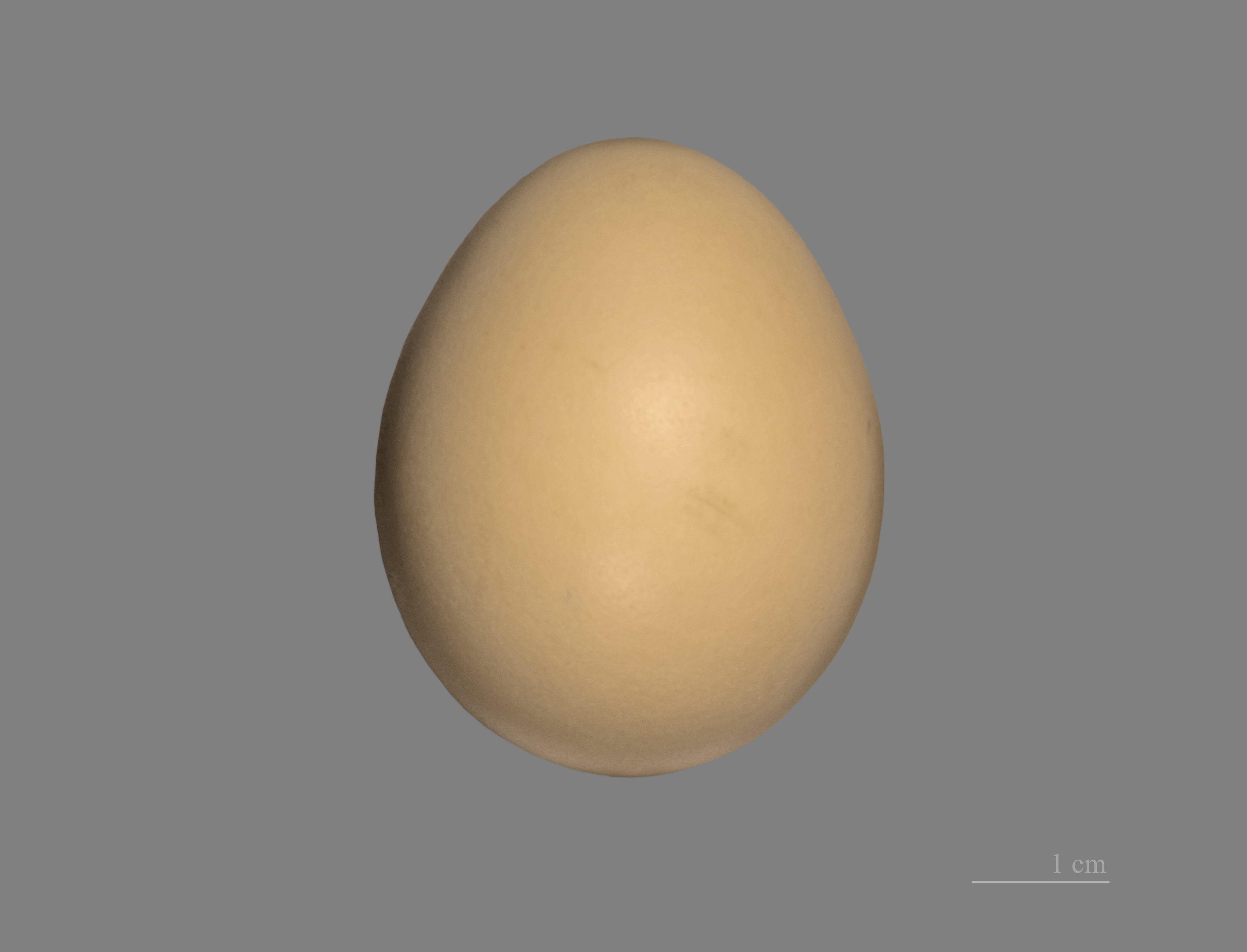 Lophura edwardsi MHNT