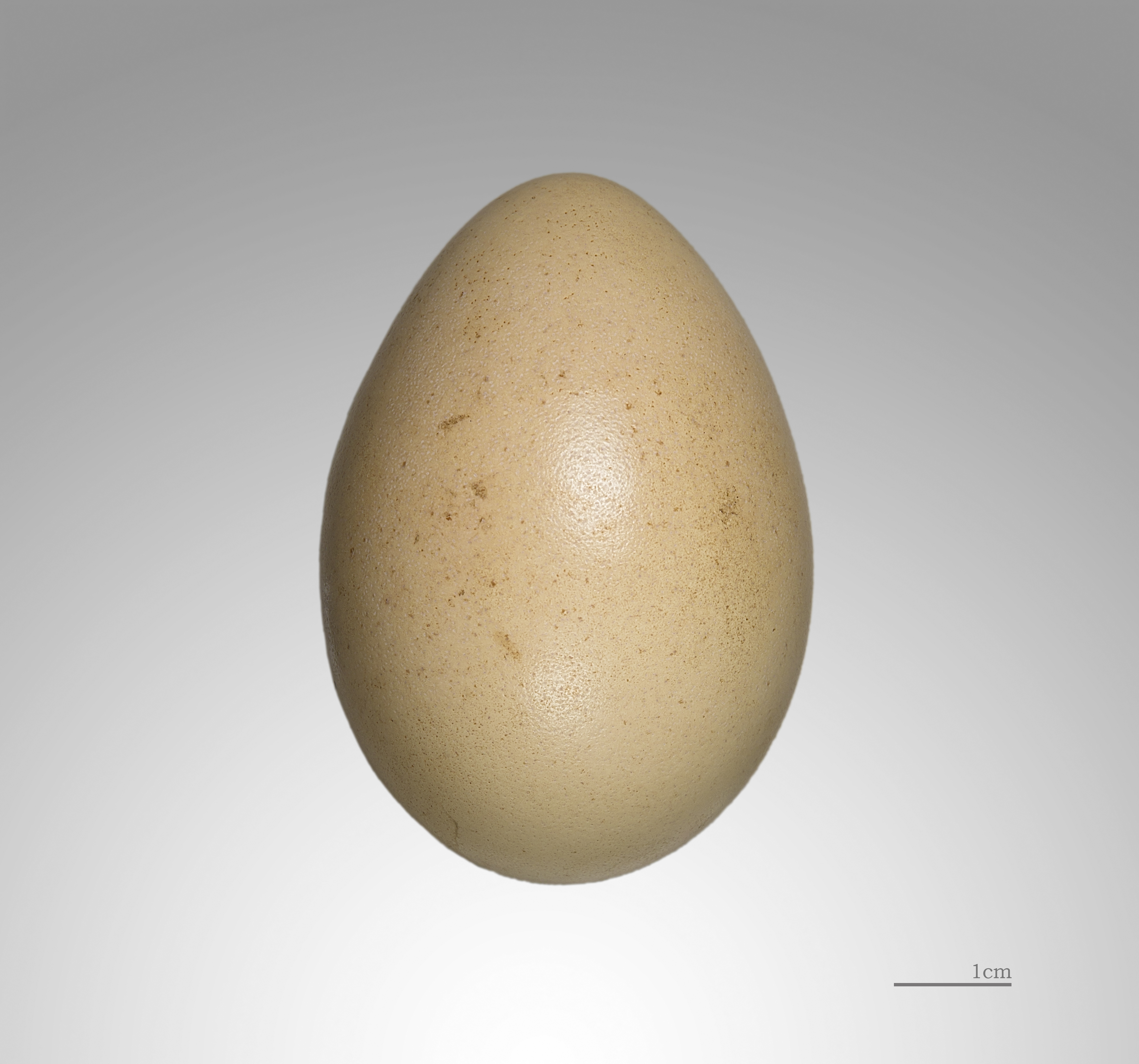 Lophura nycthemera MHNT