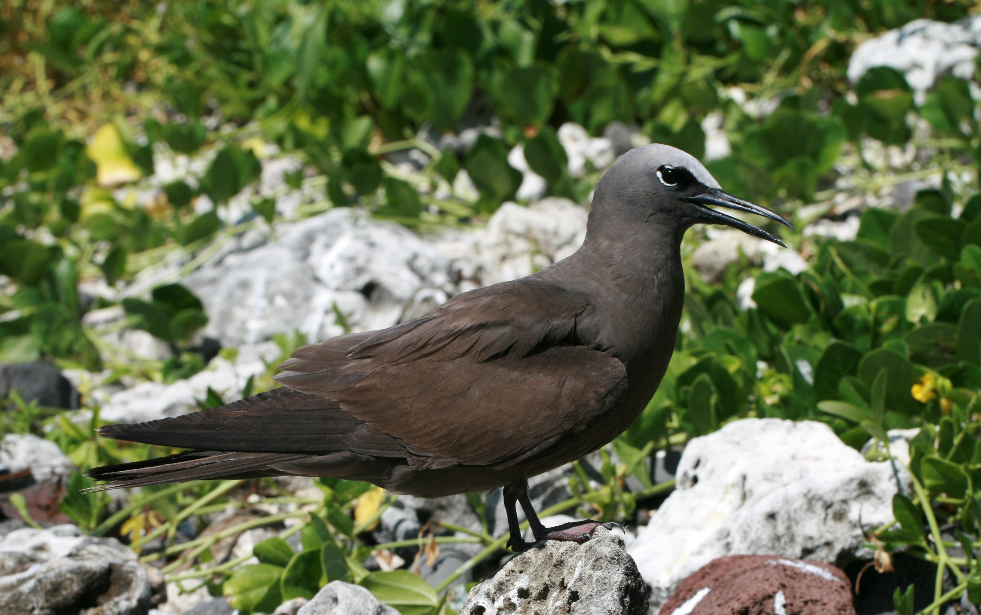 Lord Howe Island - Noddy 2