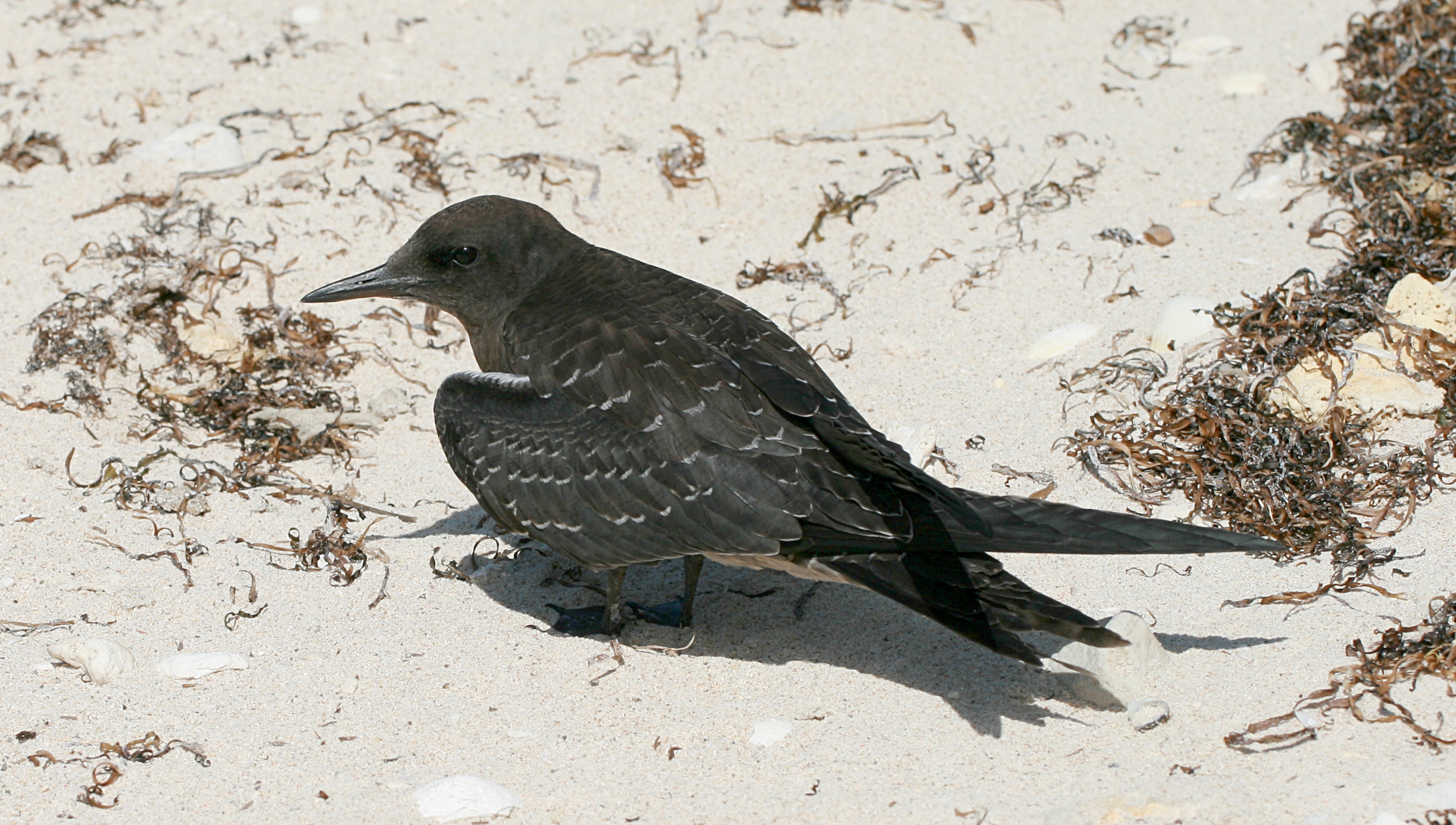 Lord Howe Island - Sooty Tern juvenile