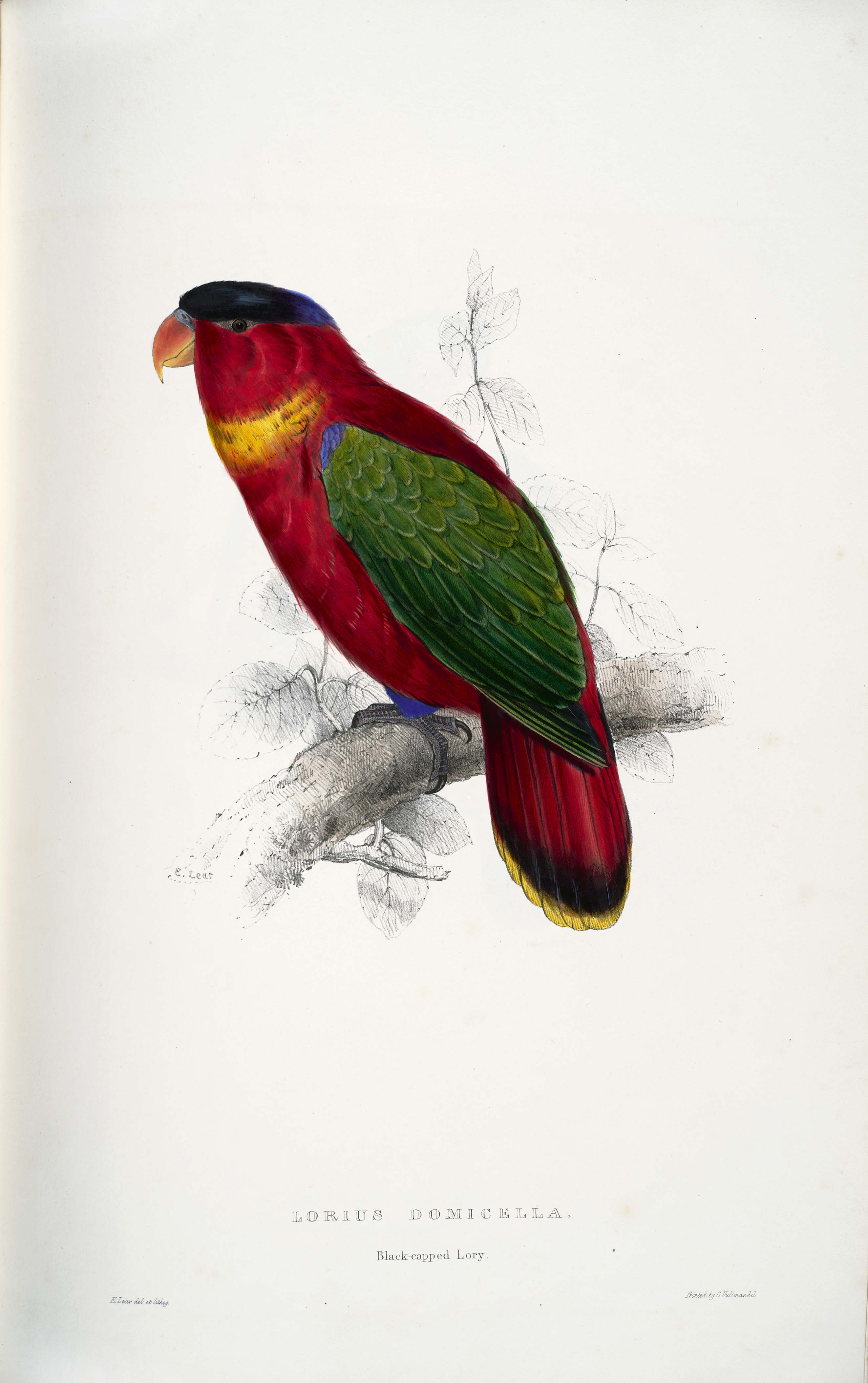 Lorius domicella -painting by Edward Lear (approx 1832)