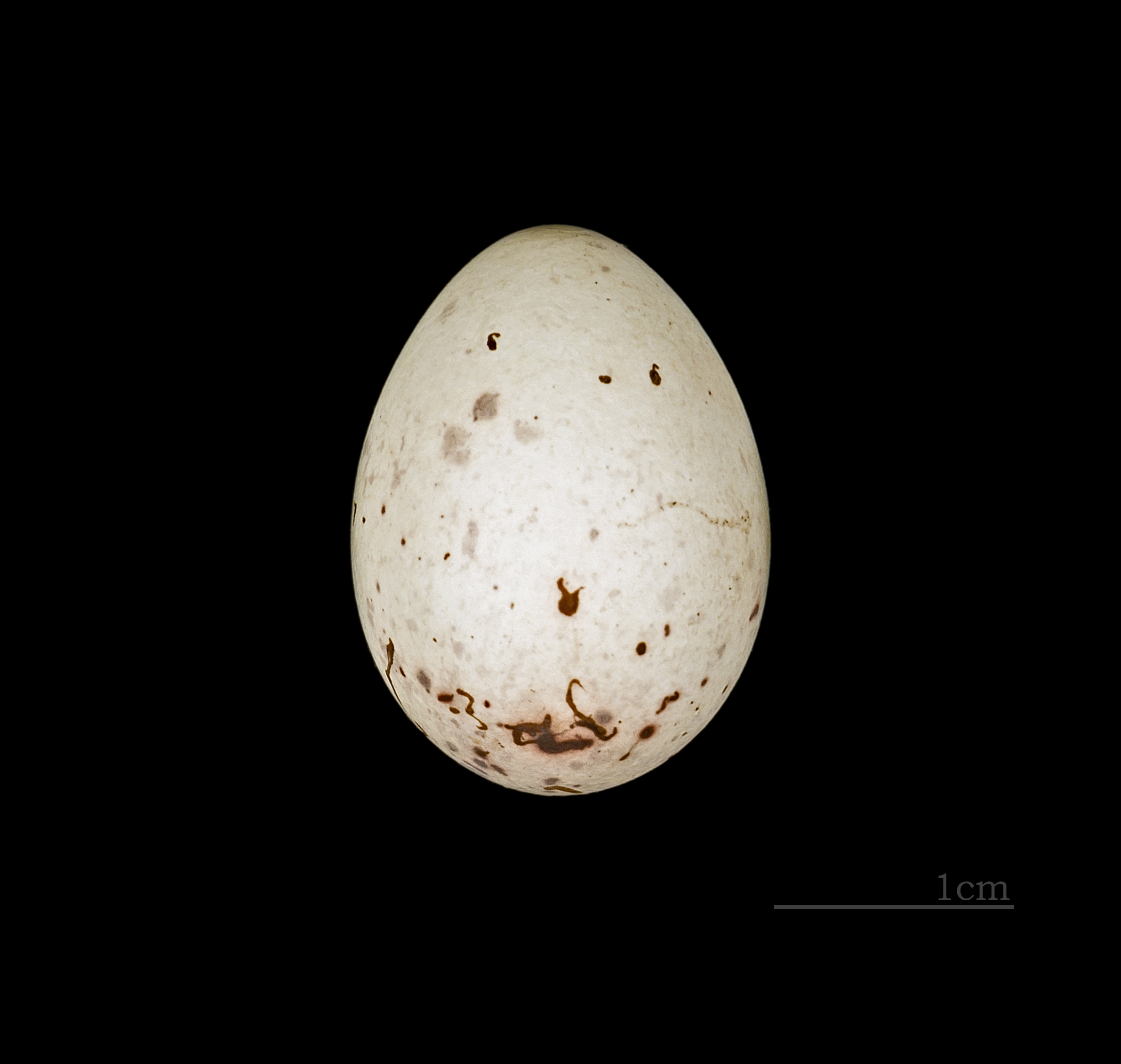 Loxia pytyopsittacus MHNT.ZOO.2010.11.220 Laponie HdeB
