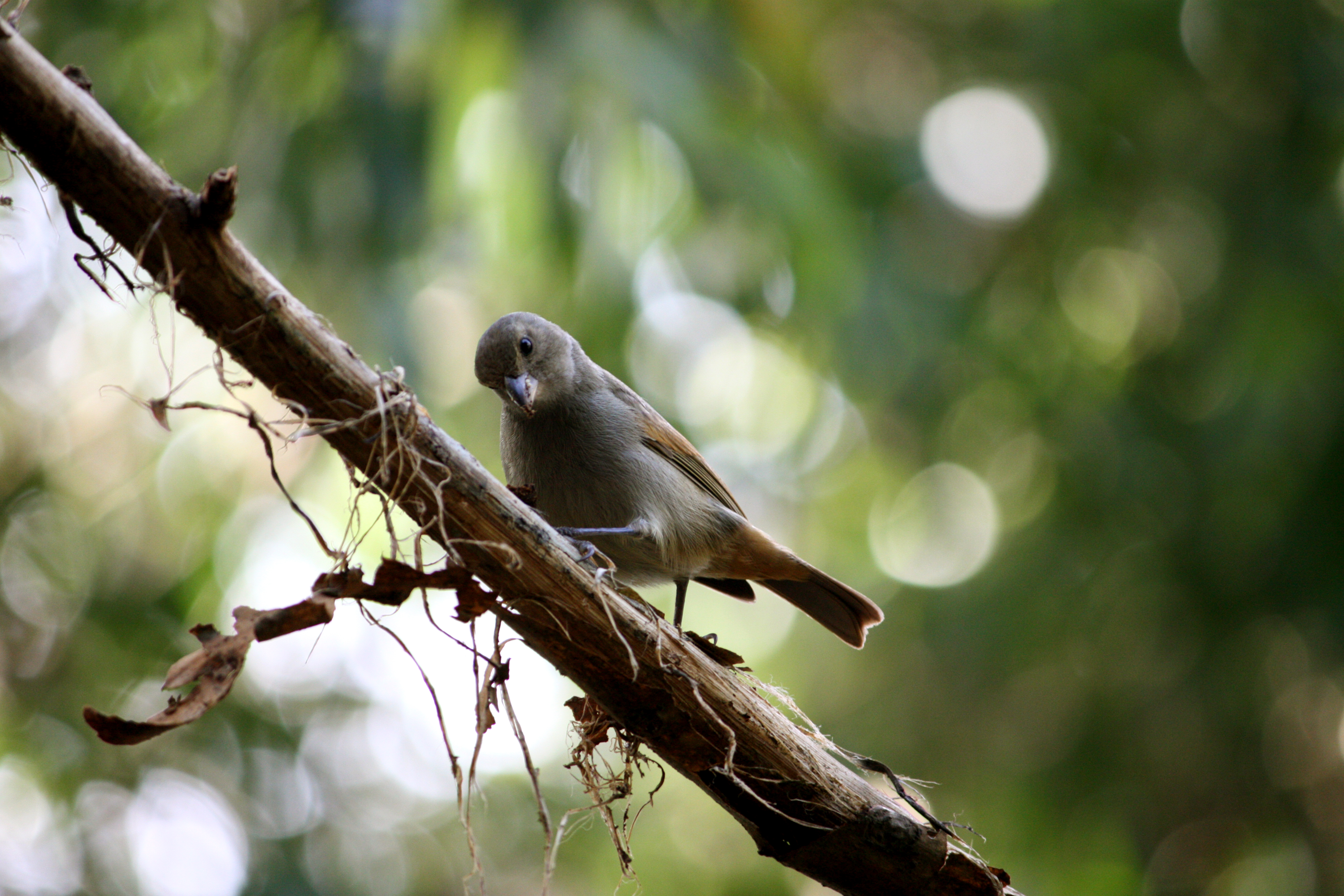 Loxigilla barbadensis in Barbados Wildlife Reserve 06