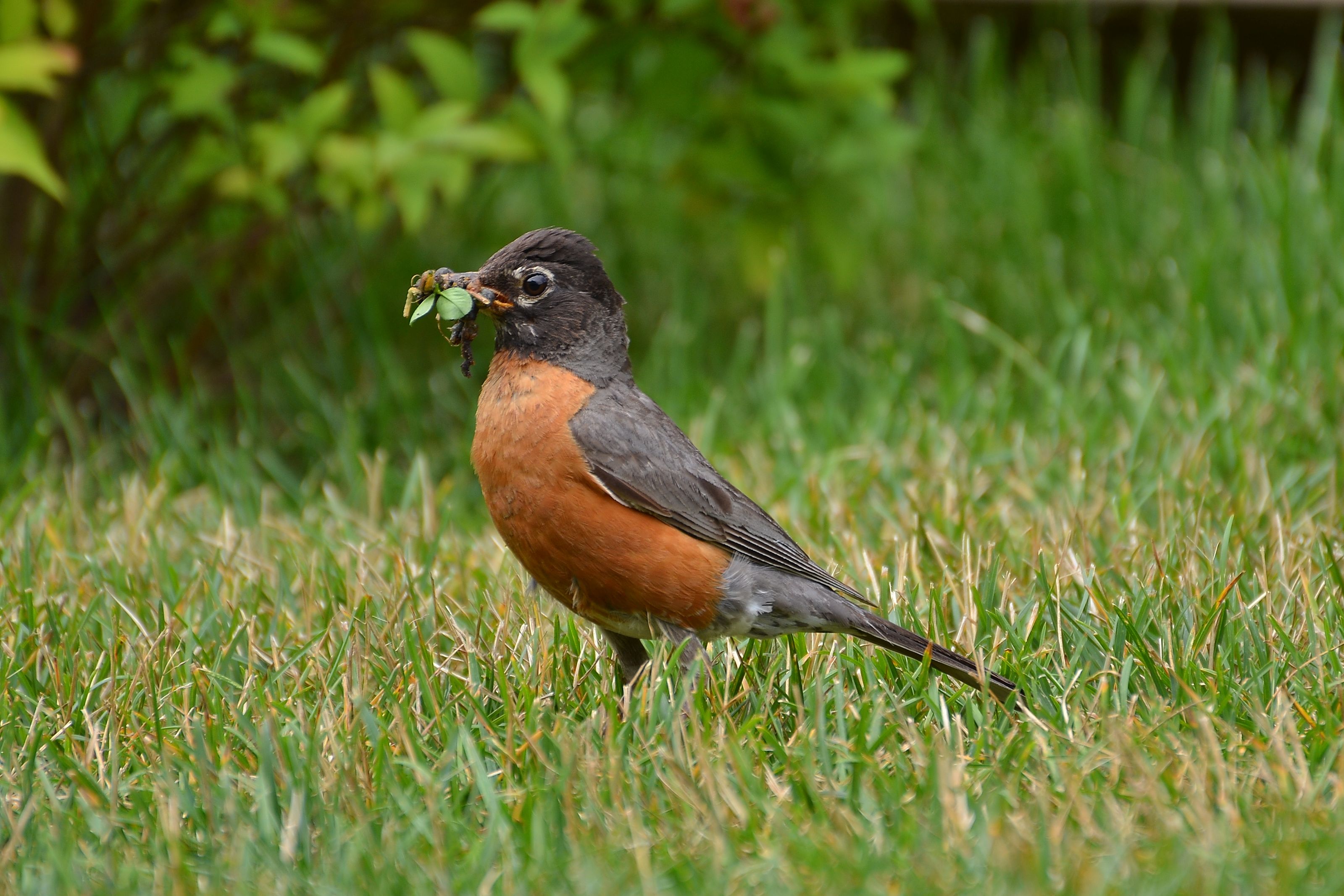 Lunch is coming
