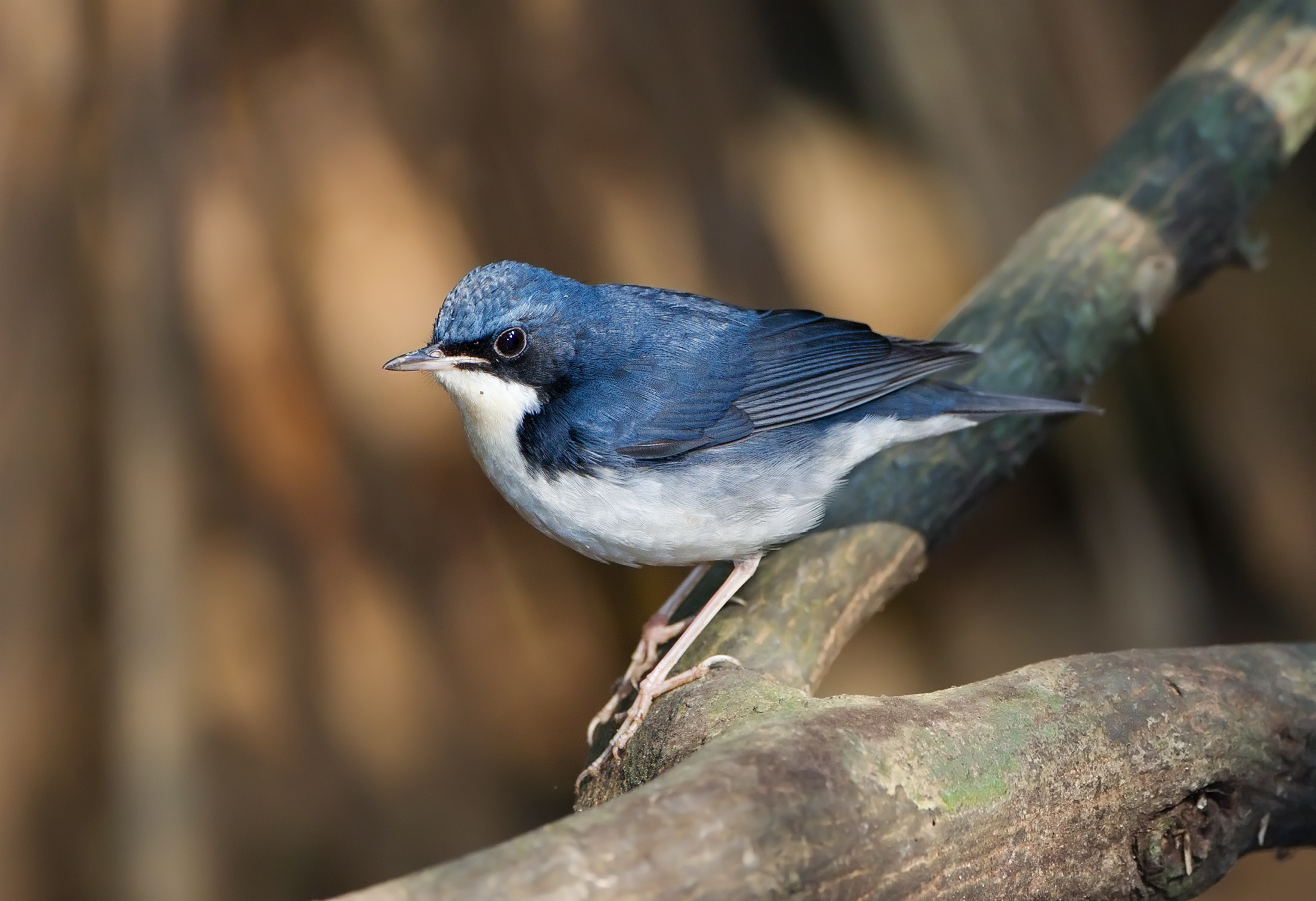 Luscinia cyane - Khao Yai