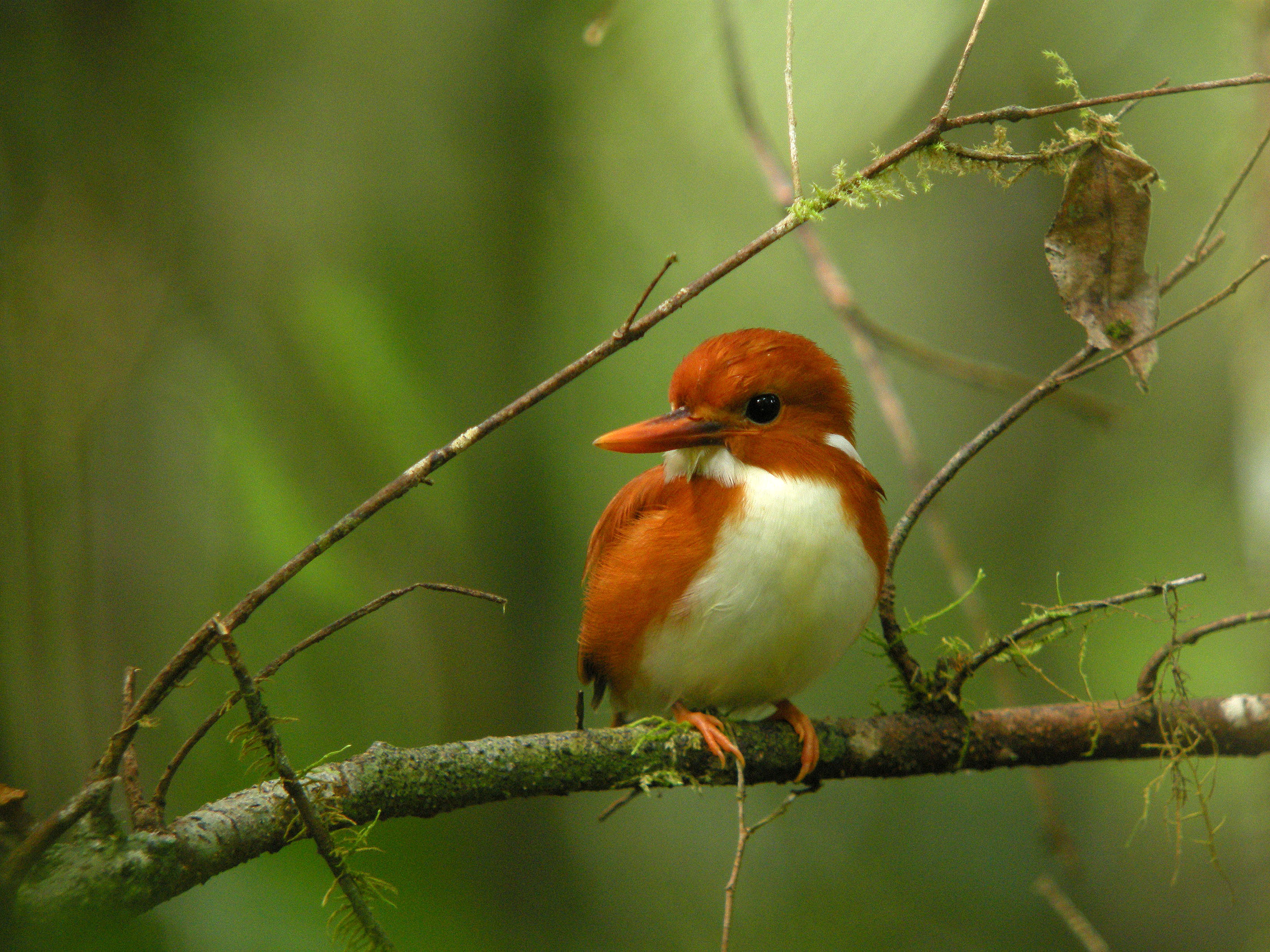 Madagascar Pygmy Kingfisher (Corythornis madagascariensis), Mantadia National Park, Madagascar (4467399434)
