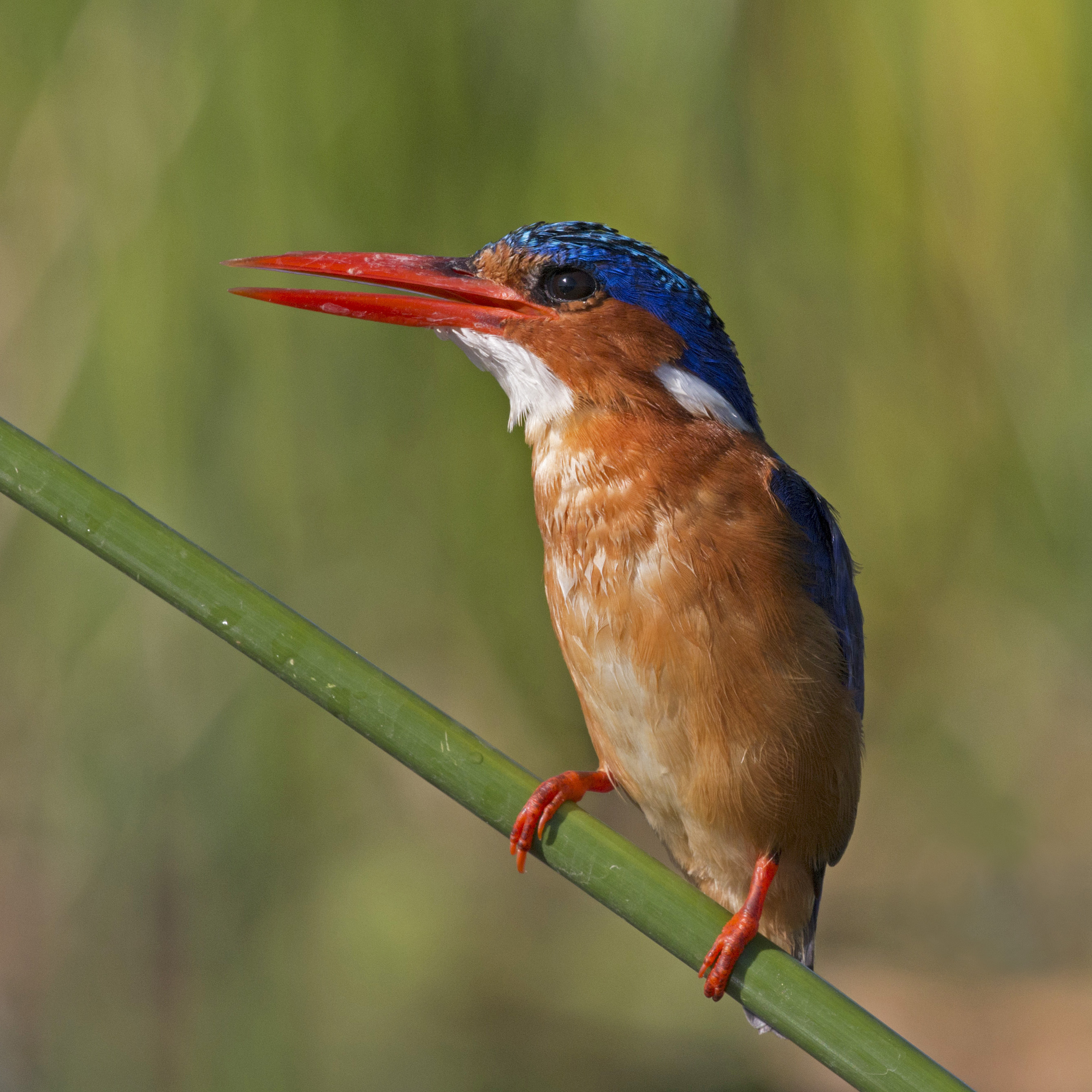 Malachite kingfisher (Corythornis cristatus)