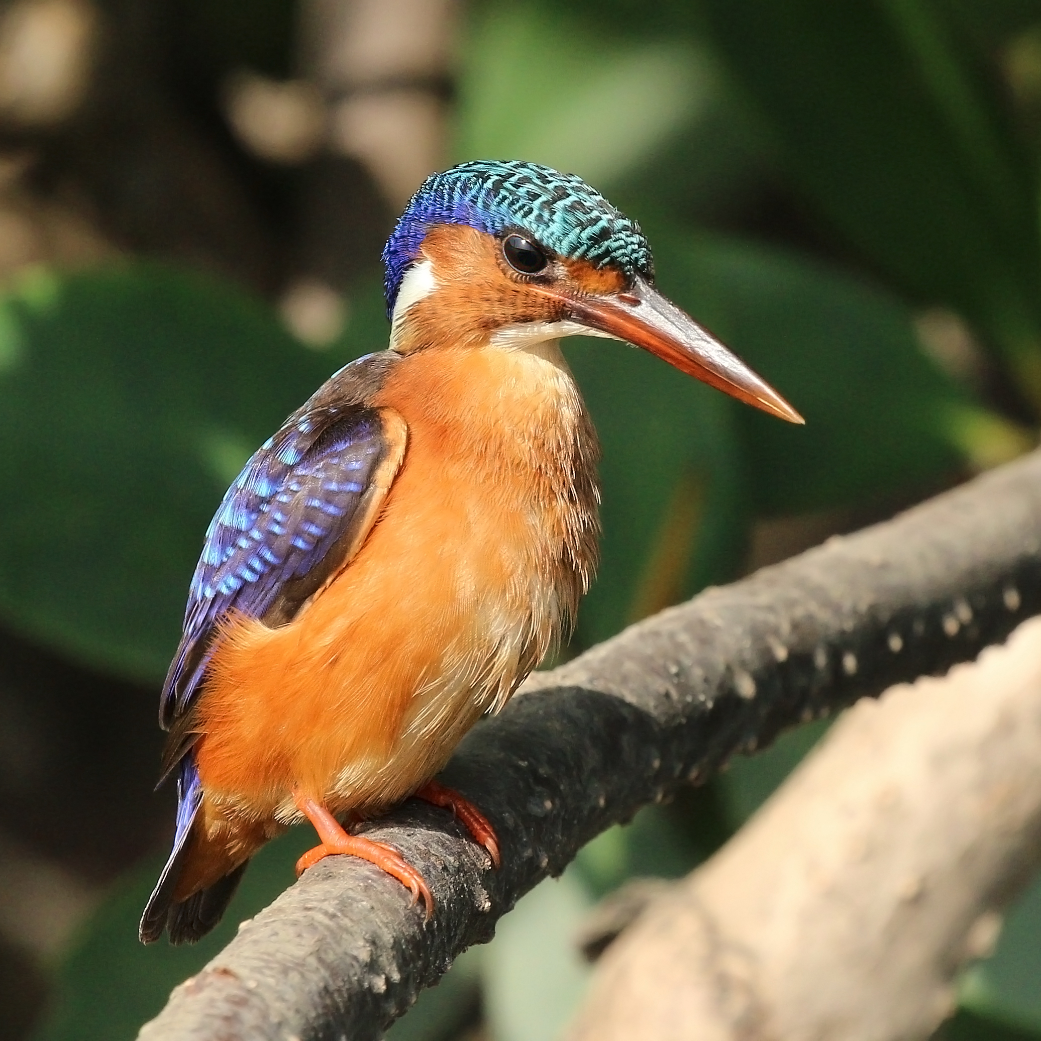 Malachite kingfisher (Corythornis cristatus galerita)