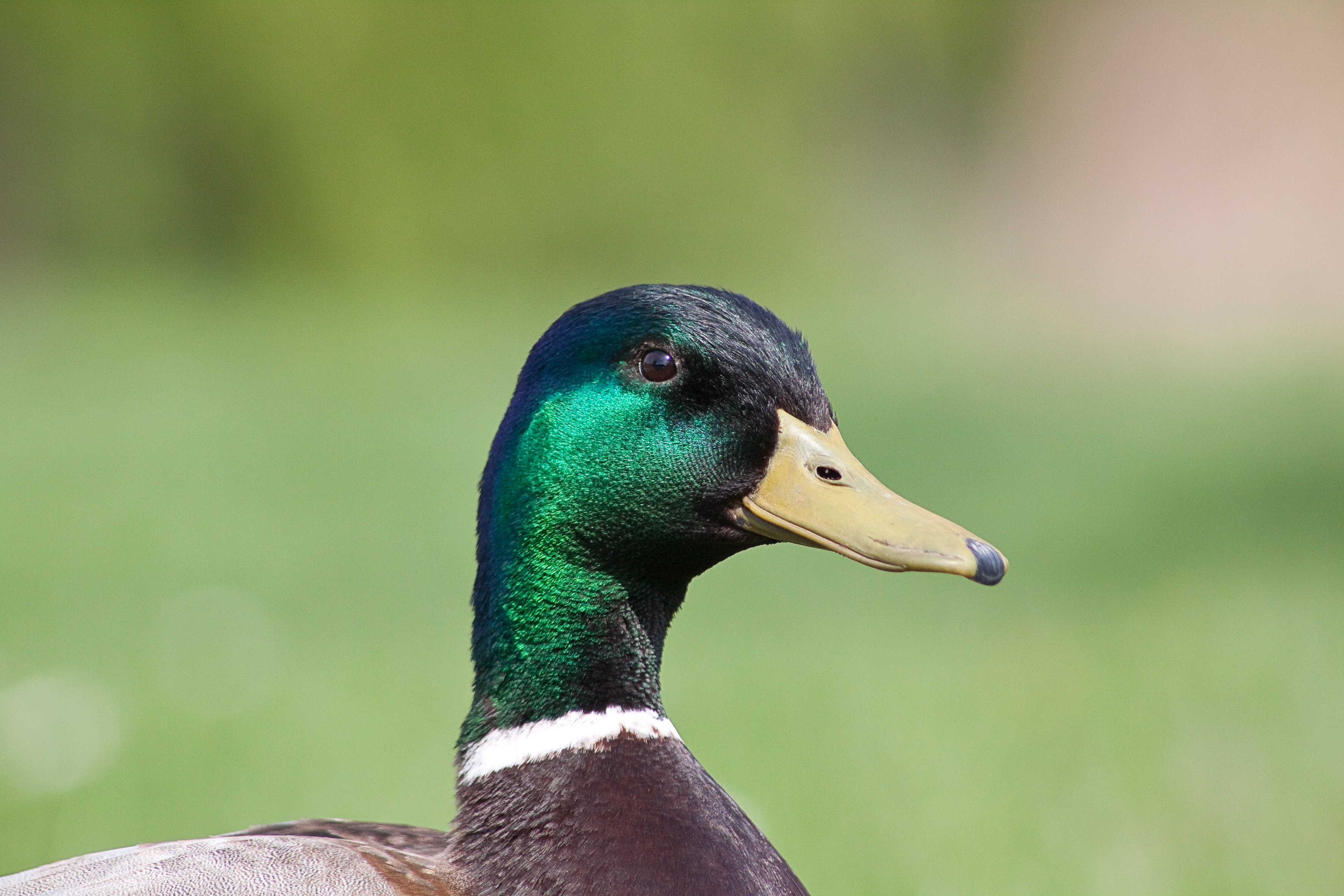 Male Anas platyrhynchos breeding plumage three-quarter profile
