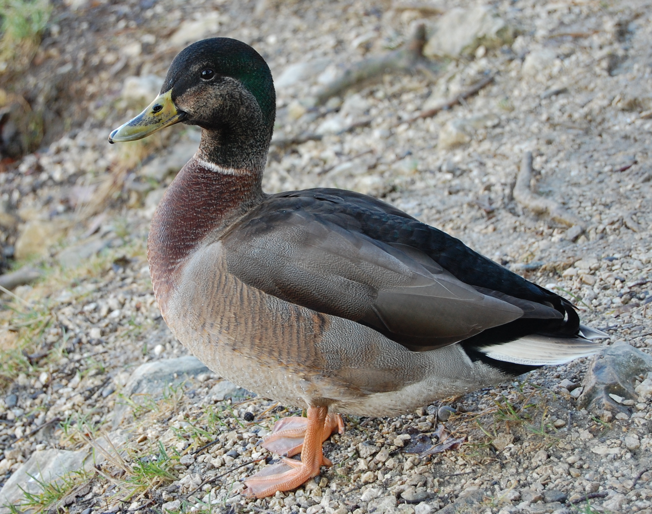 Male duck