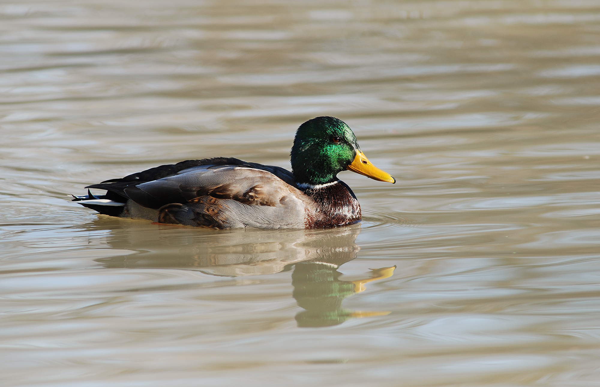 Male mallard duck