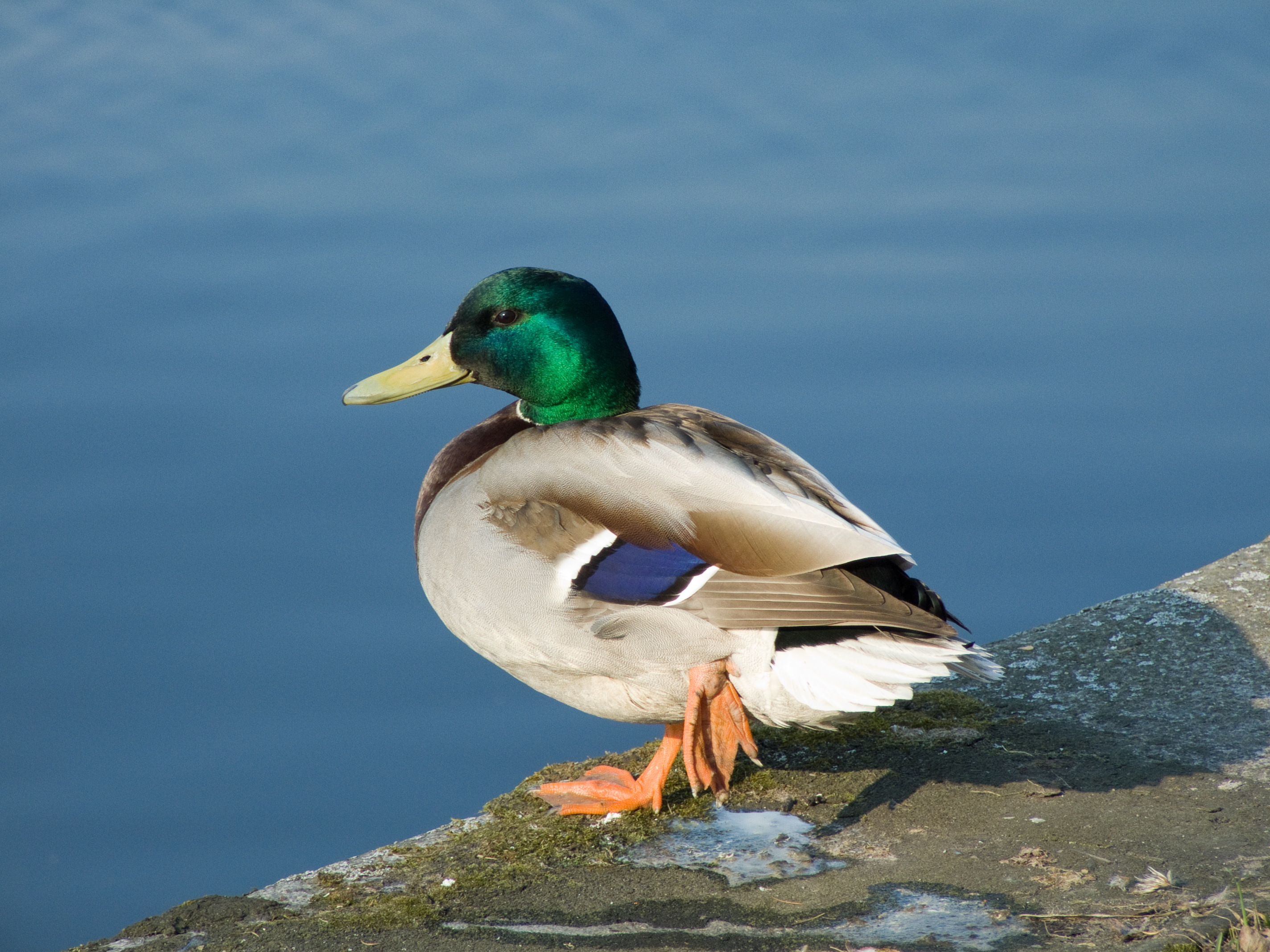 Male mallard standing