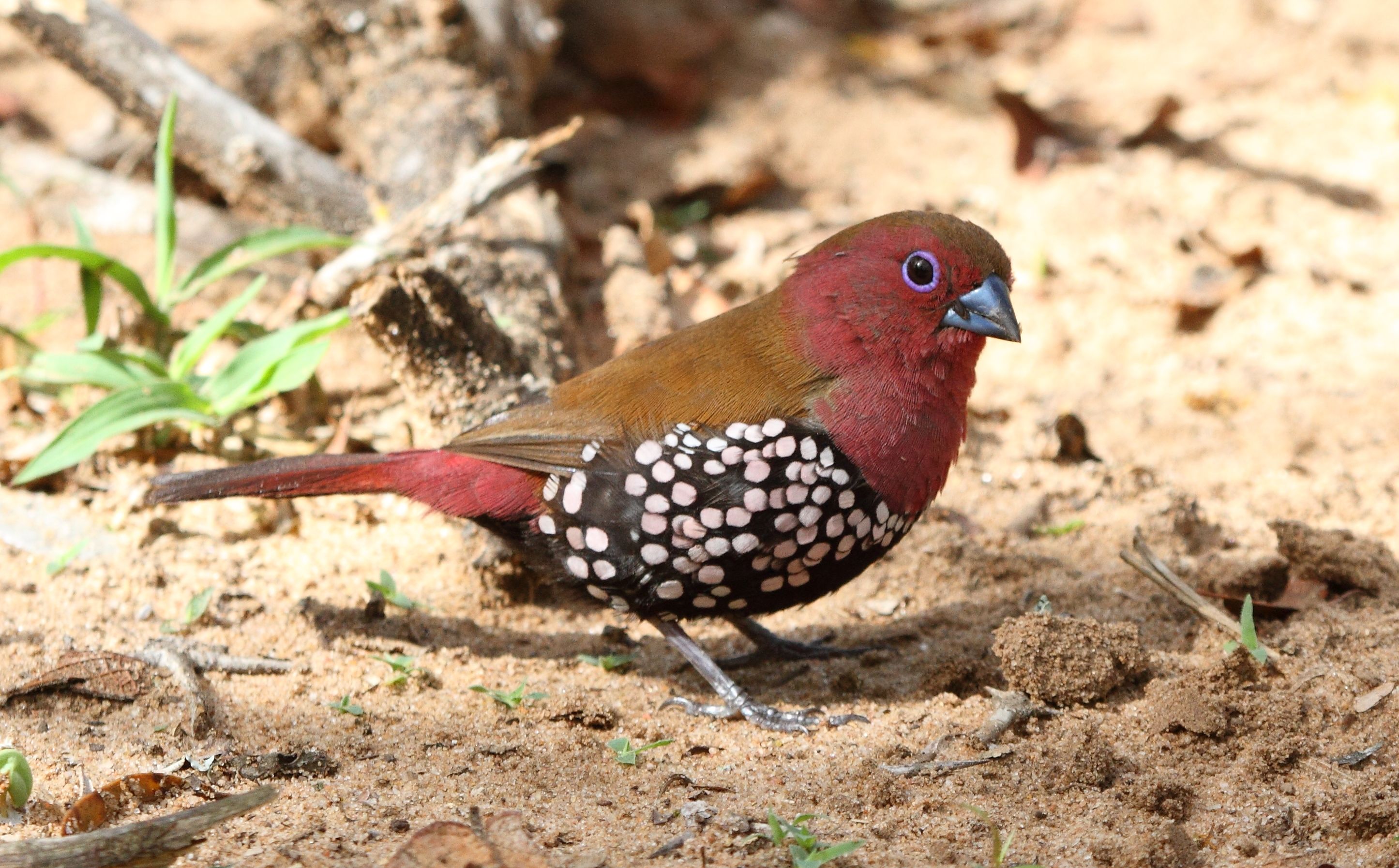 Male pink-throated twinspot 2014 10 19 0374