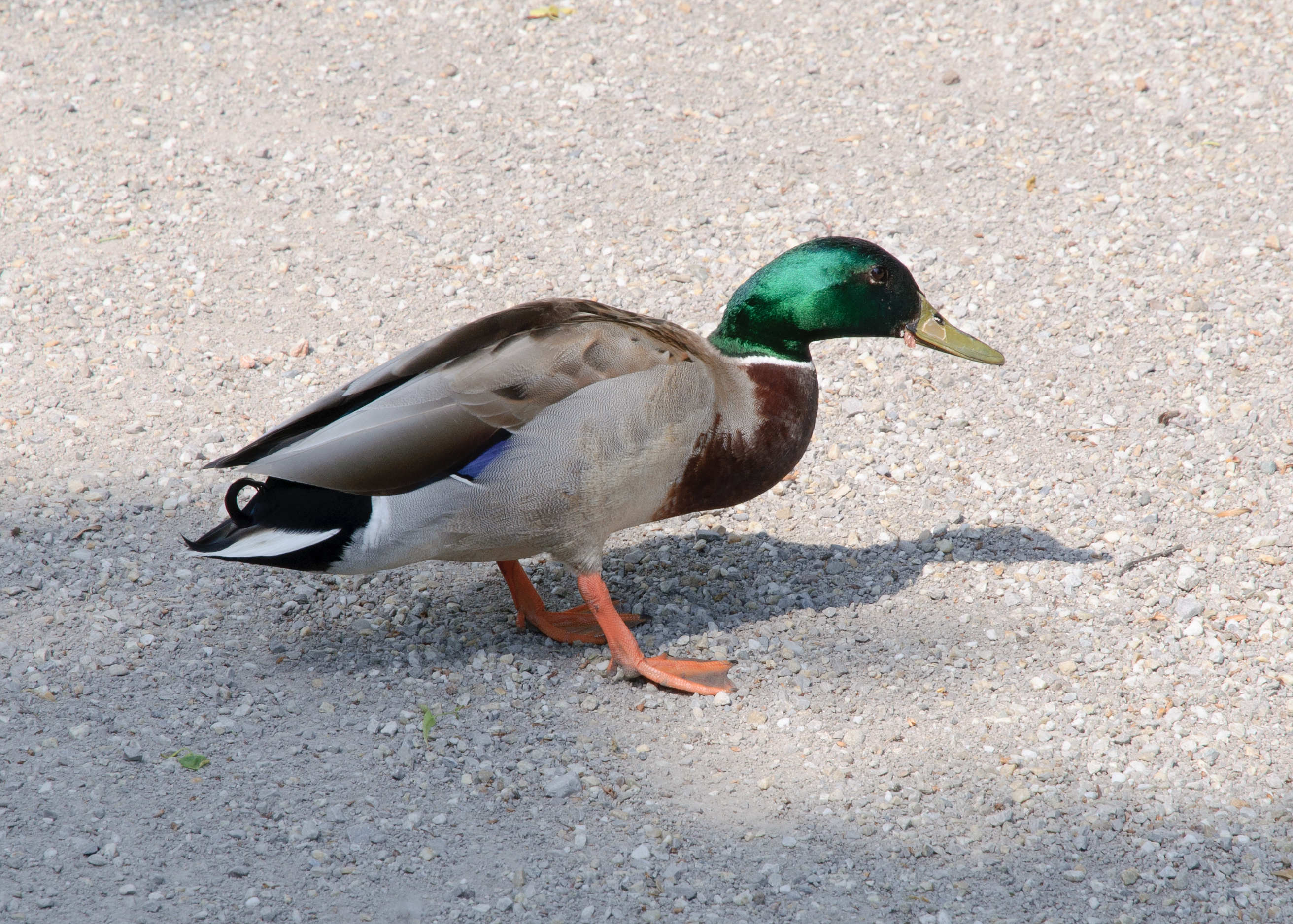 Mallard - Anas platyrhynchos
