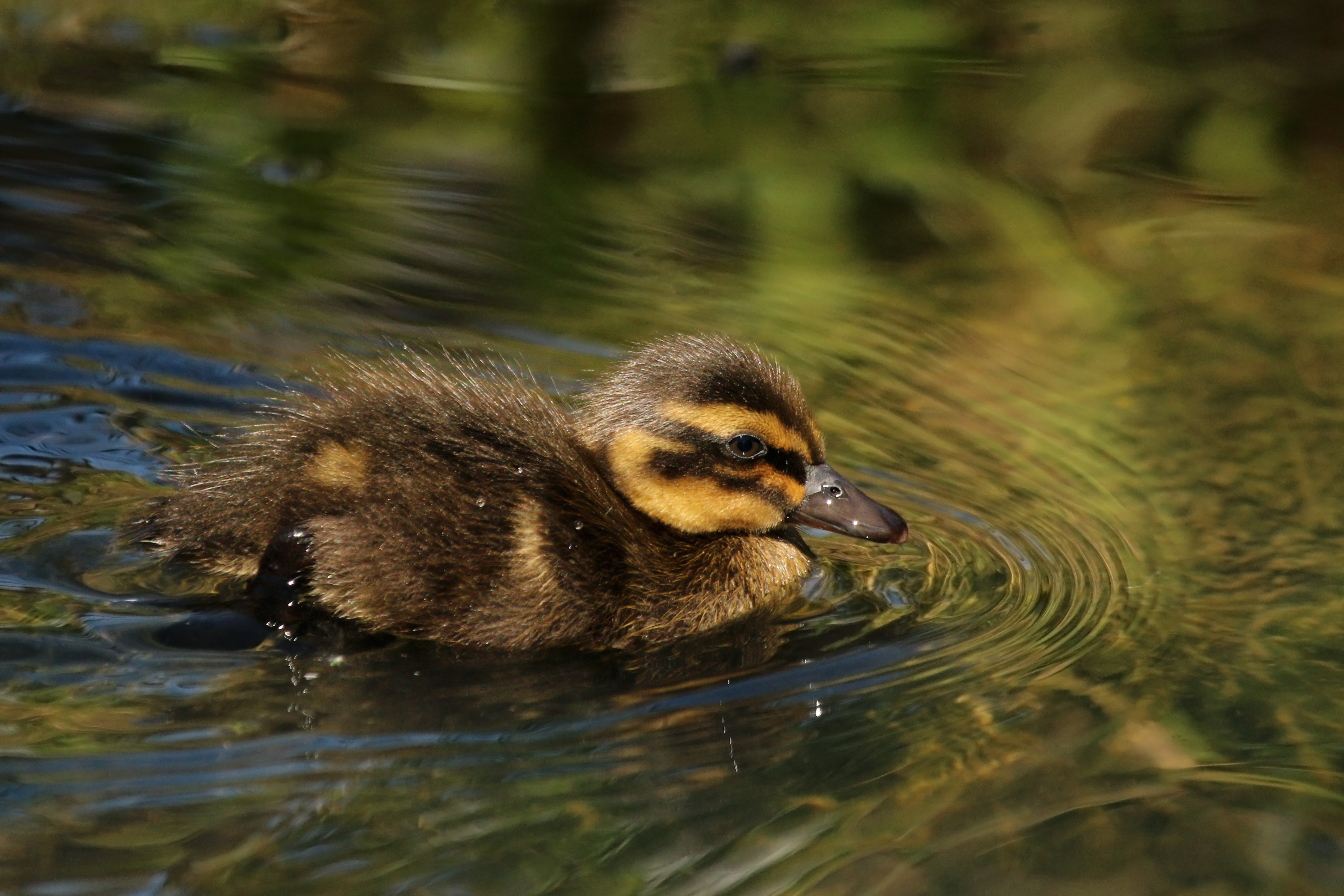 Mallard (Anas platyrhynchos) chick