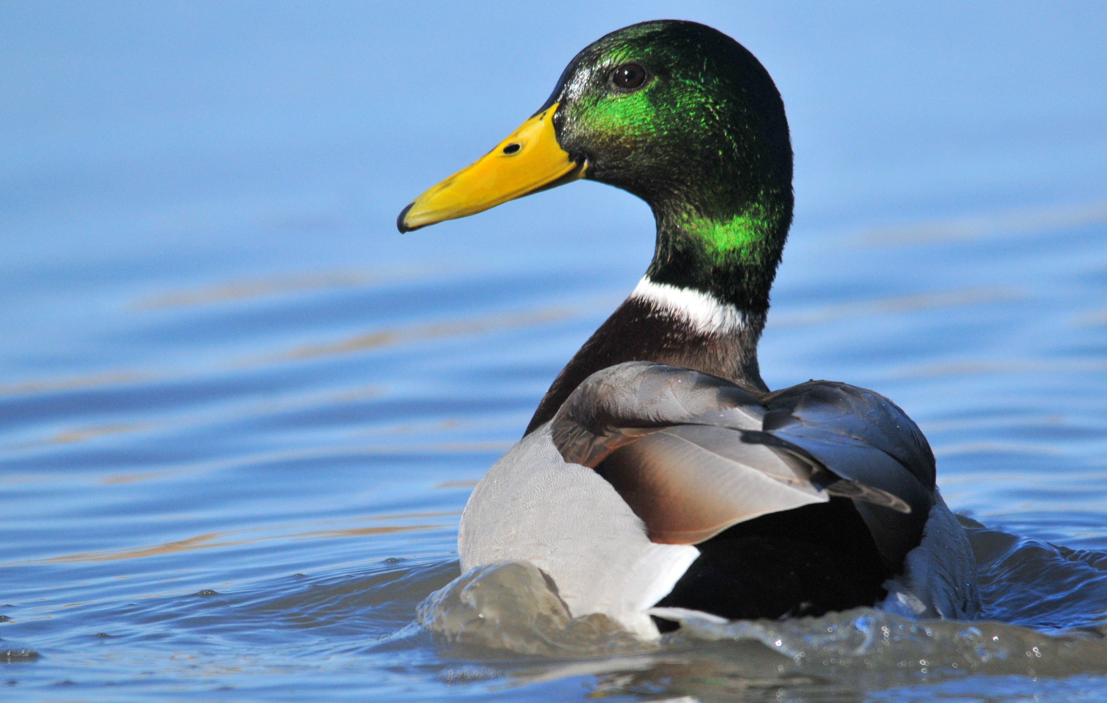 Mallard Drake on Seedskadee National Wildlife Refuge (22721823154)