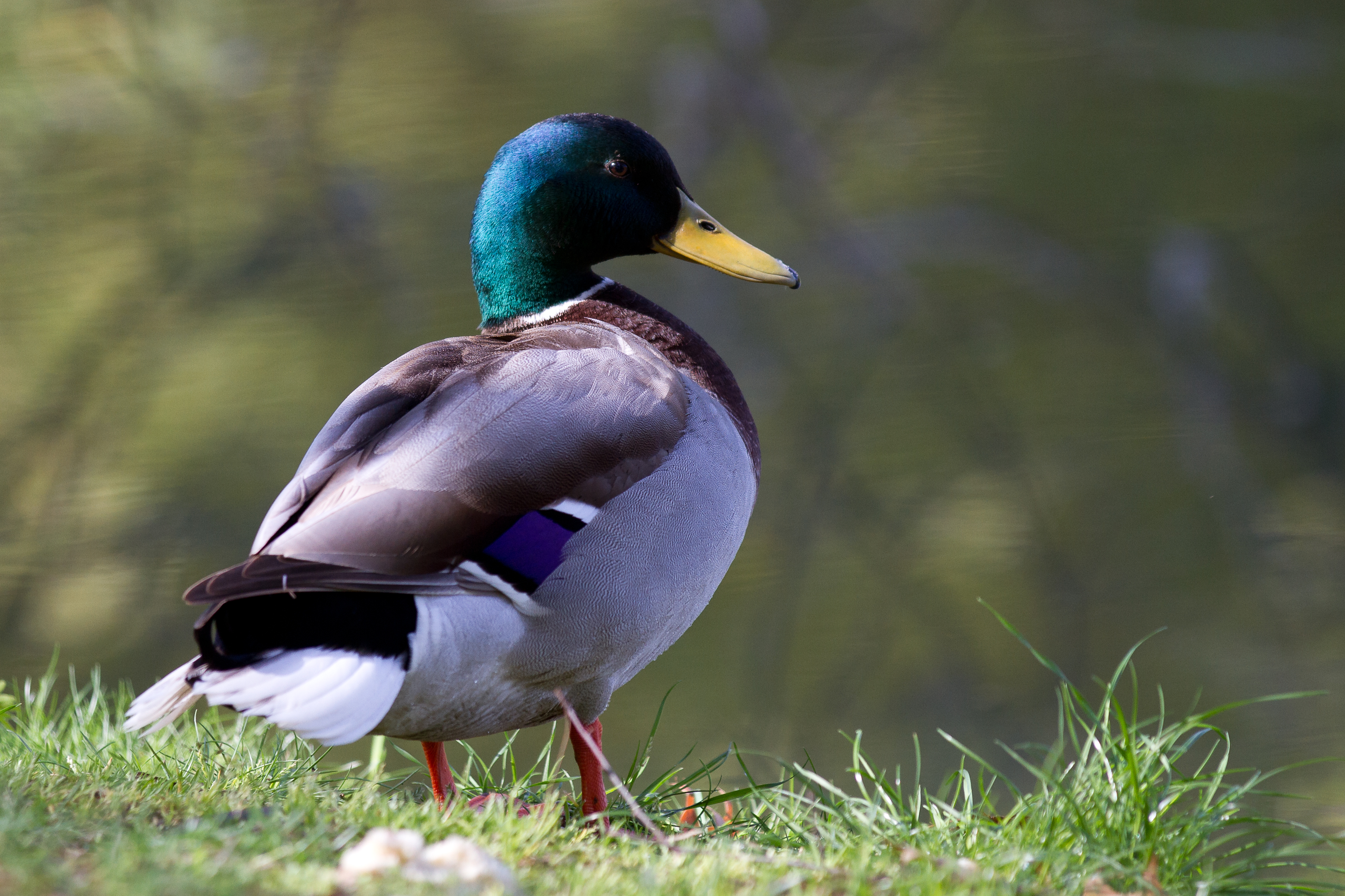 Mallard duck - Toulouse - 2012-04-09 - 3