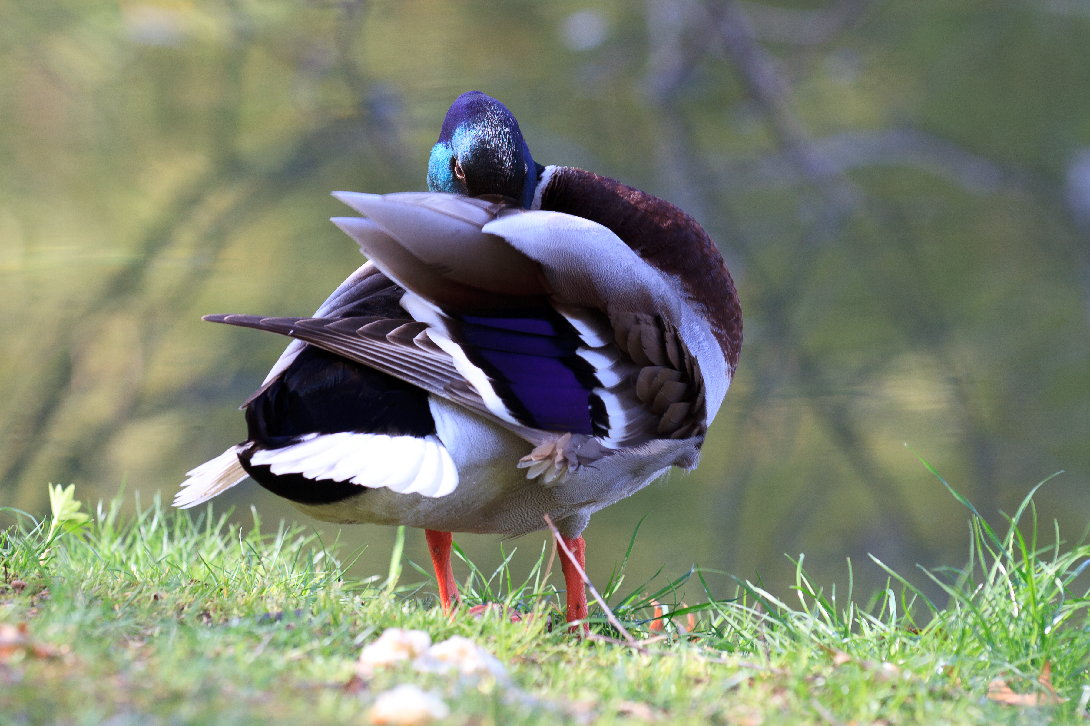 Mallard duck - Toulouse - 2012-04-09 - 4