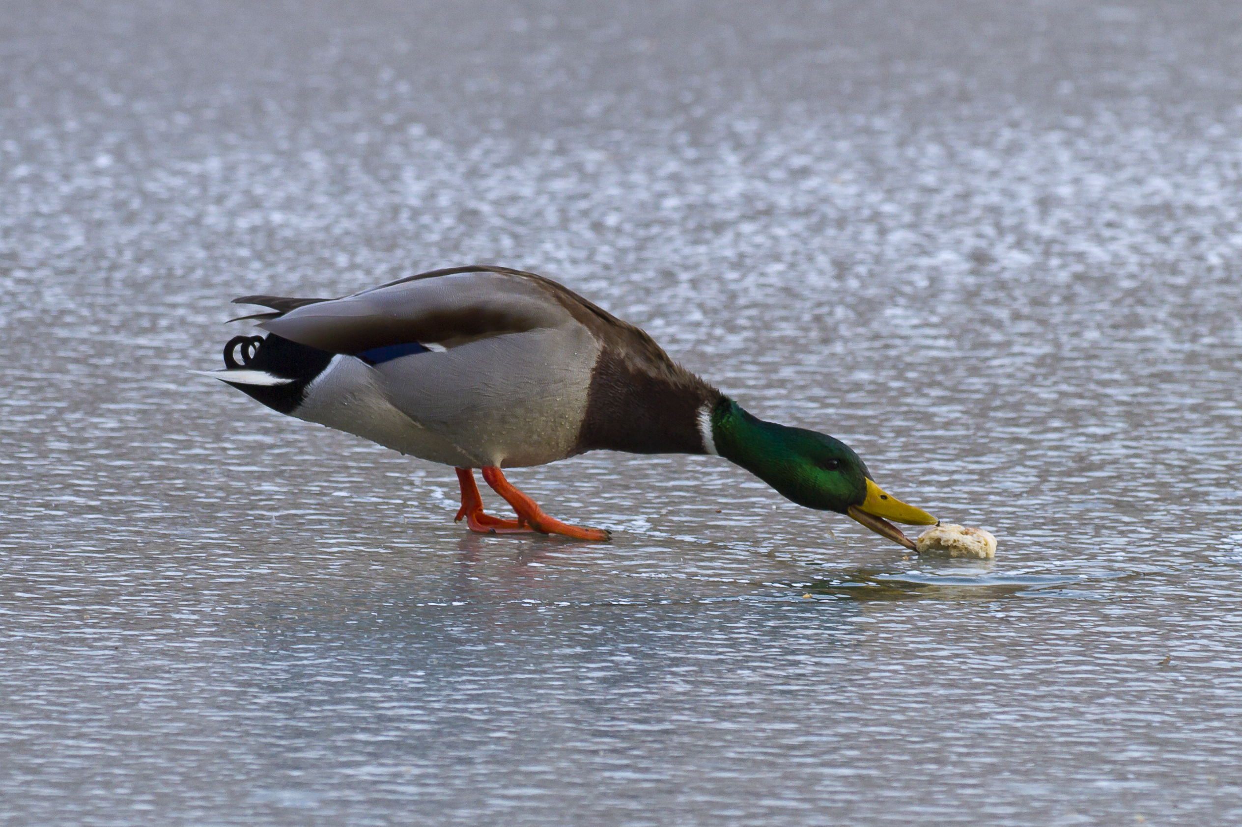 Mallard duck eating bread