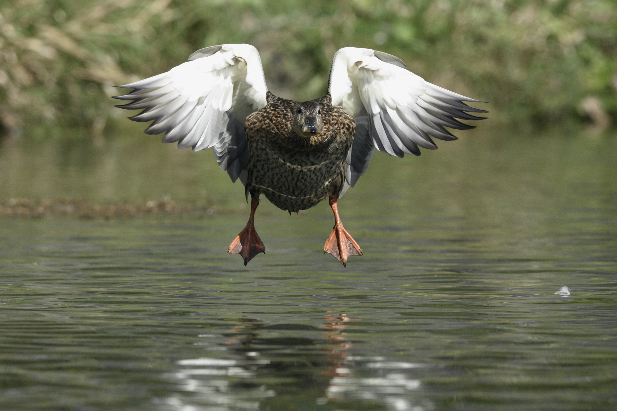 Mallard duck female