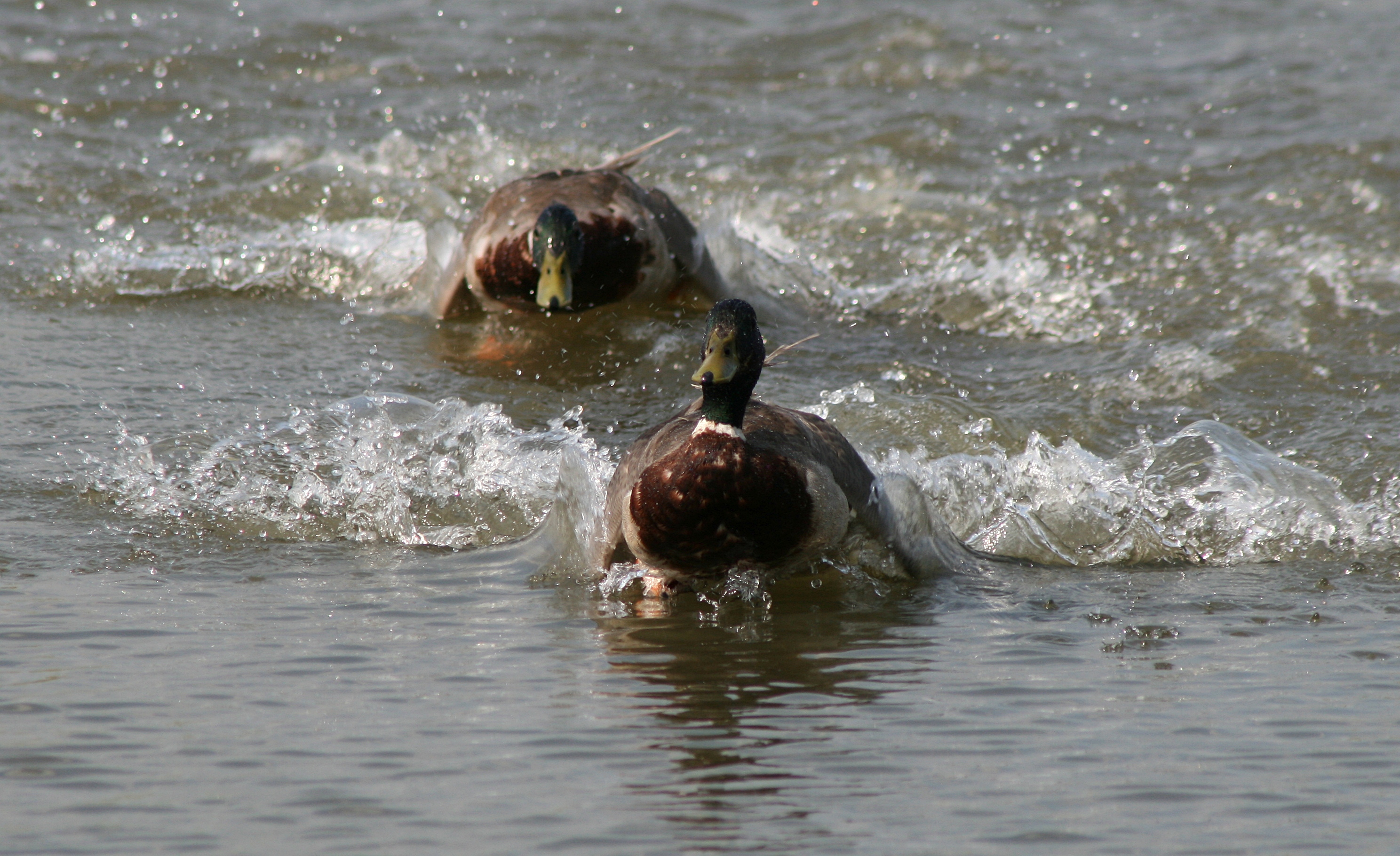 Mallard Duck Male Chase (17432)-Relic38