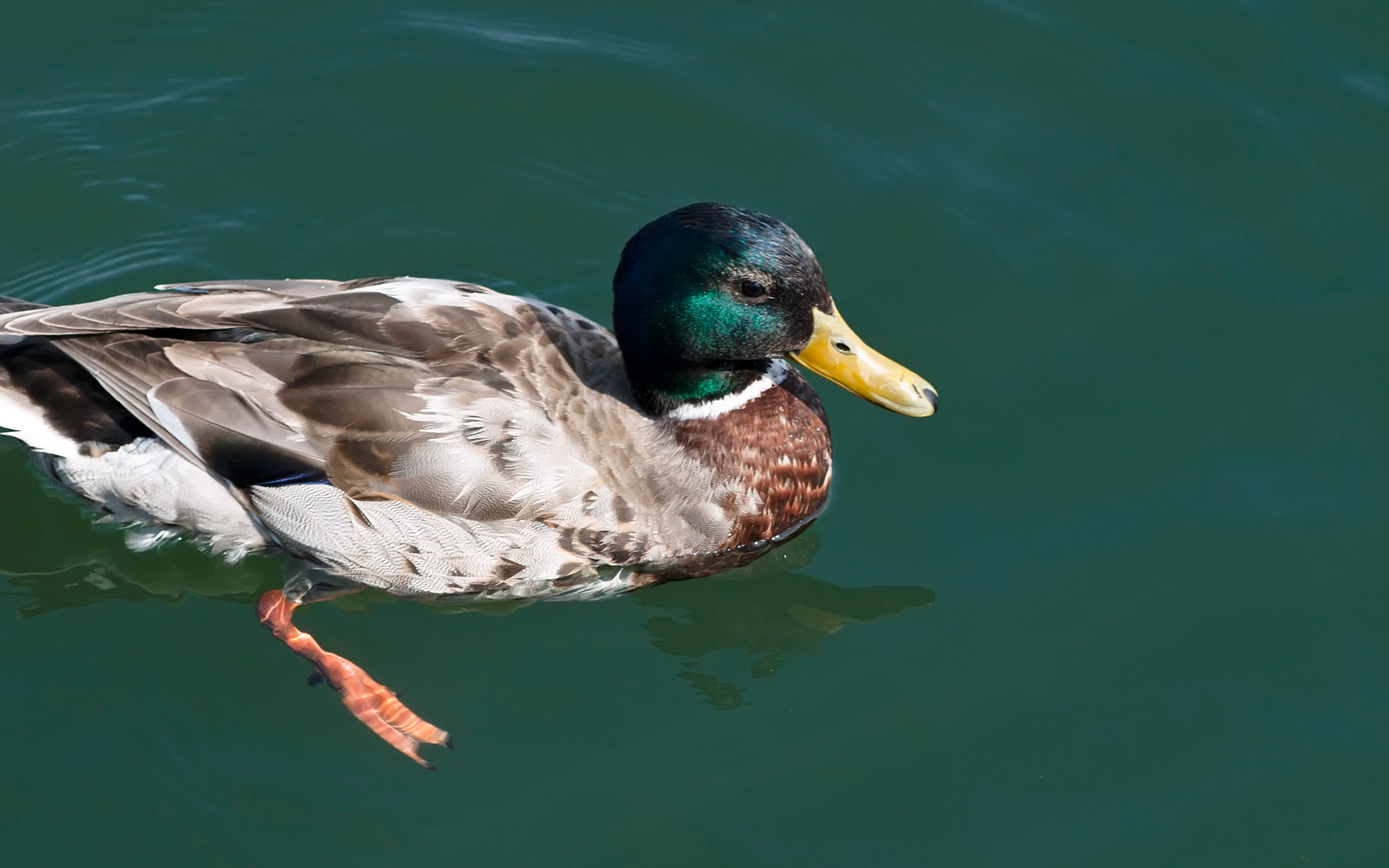 Mallard on Green Water (3720134380)