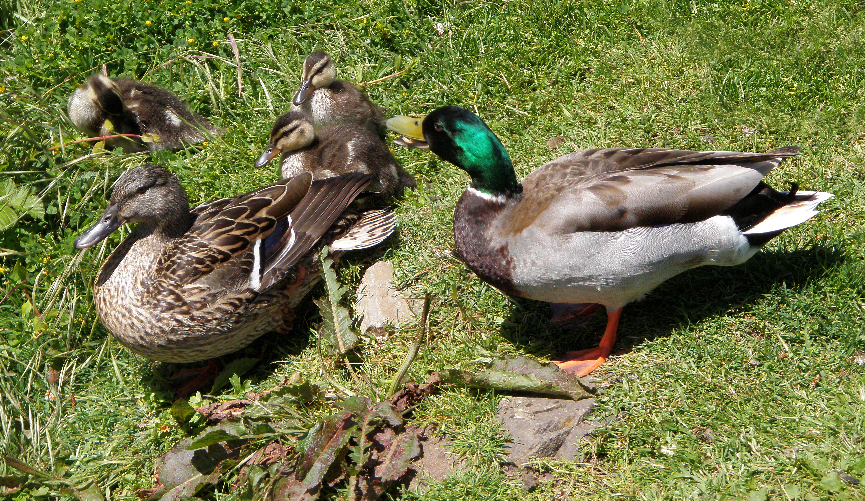 Mallards