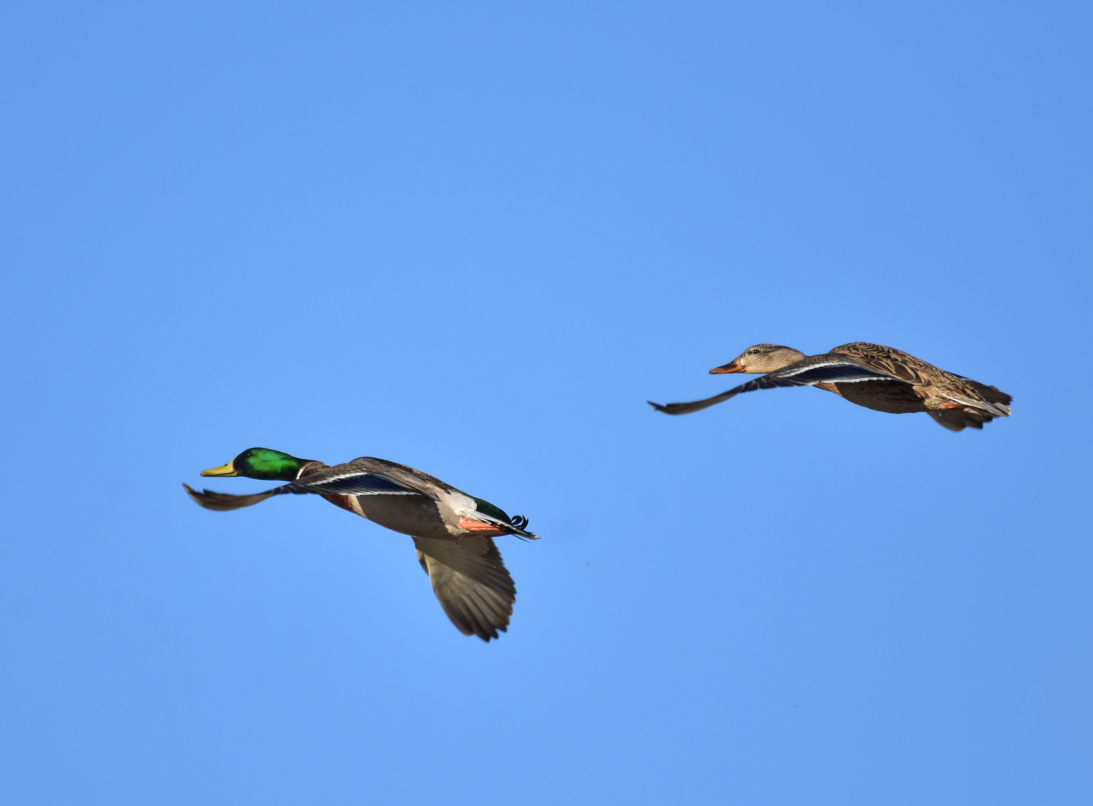 Mallards on Seedskadee National Wildlife Refuge (39289979740)