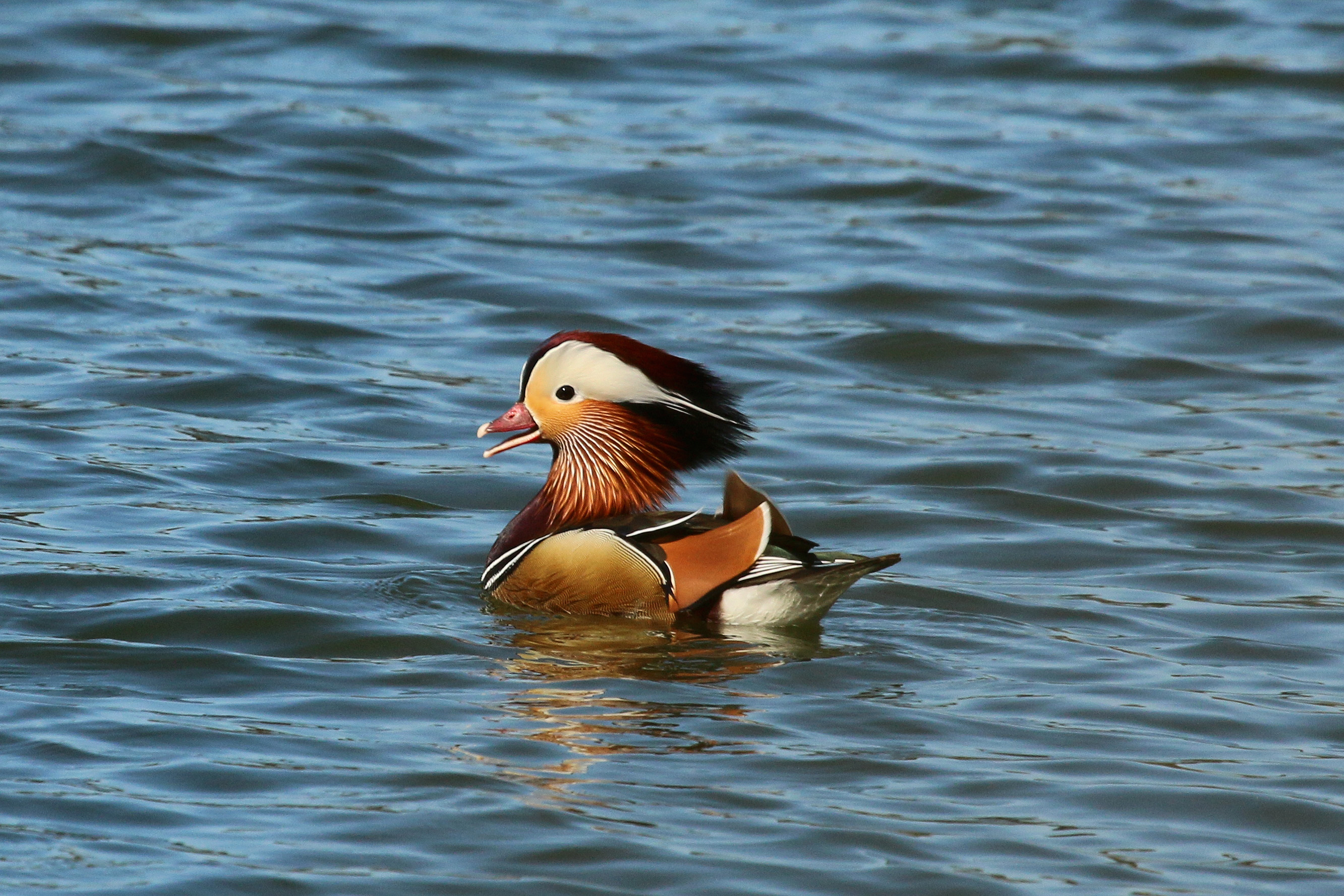 Mandarin duck (Aix galericulata) male 2