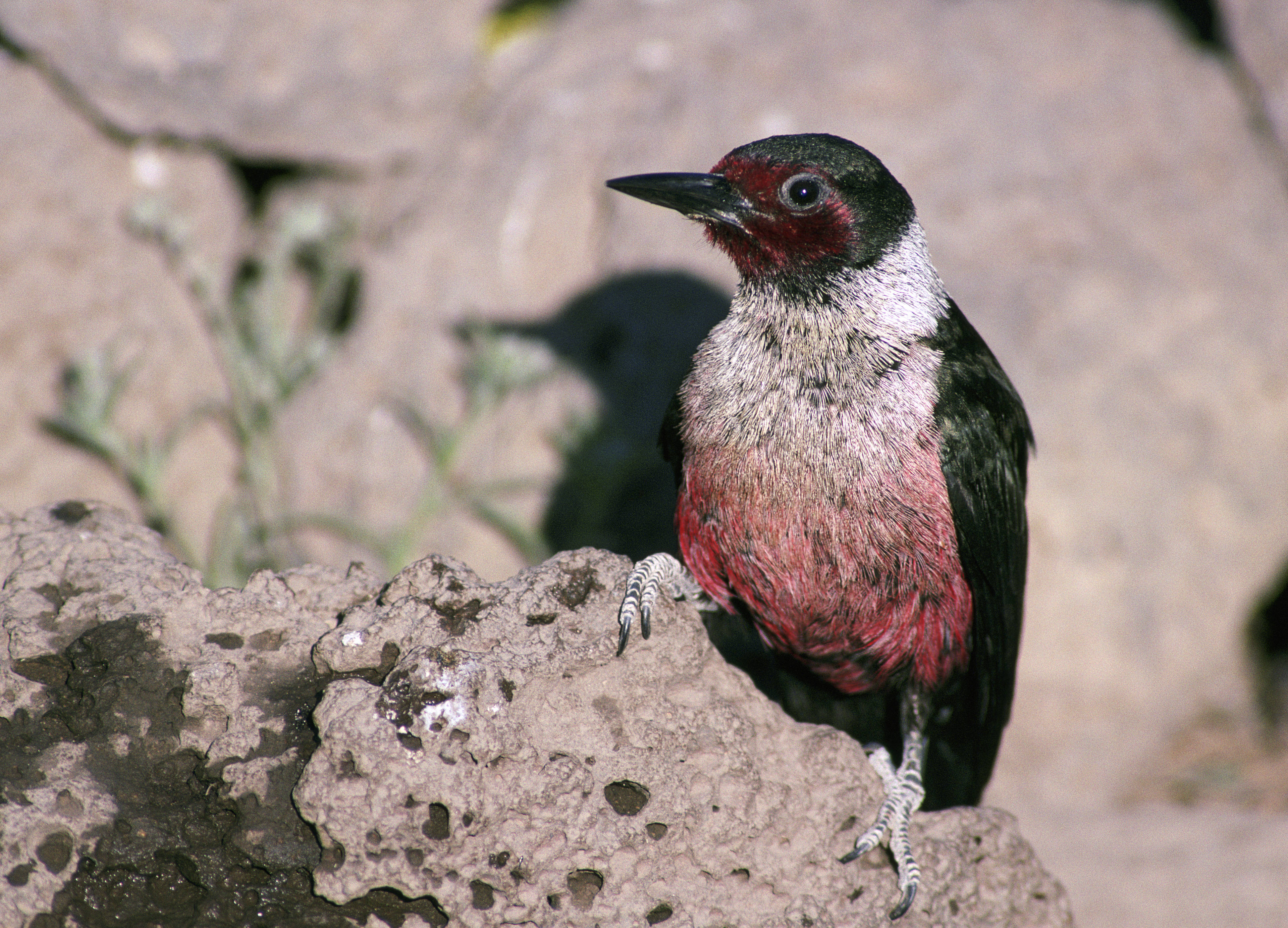 Melanerpes lewis1