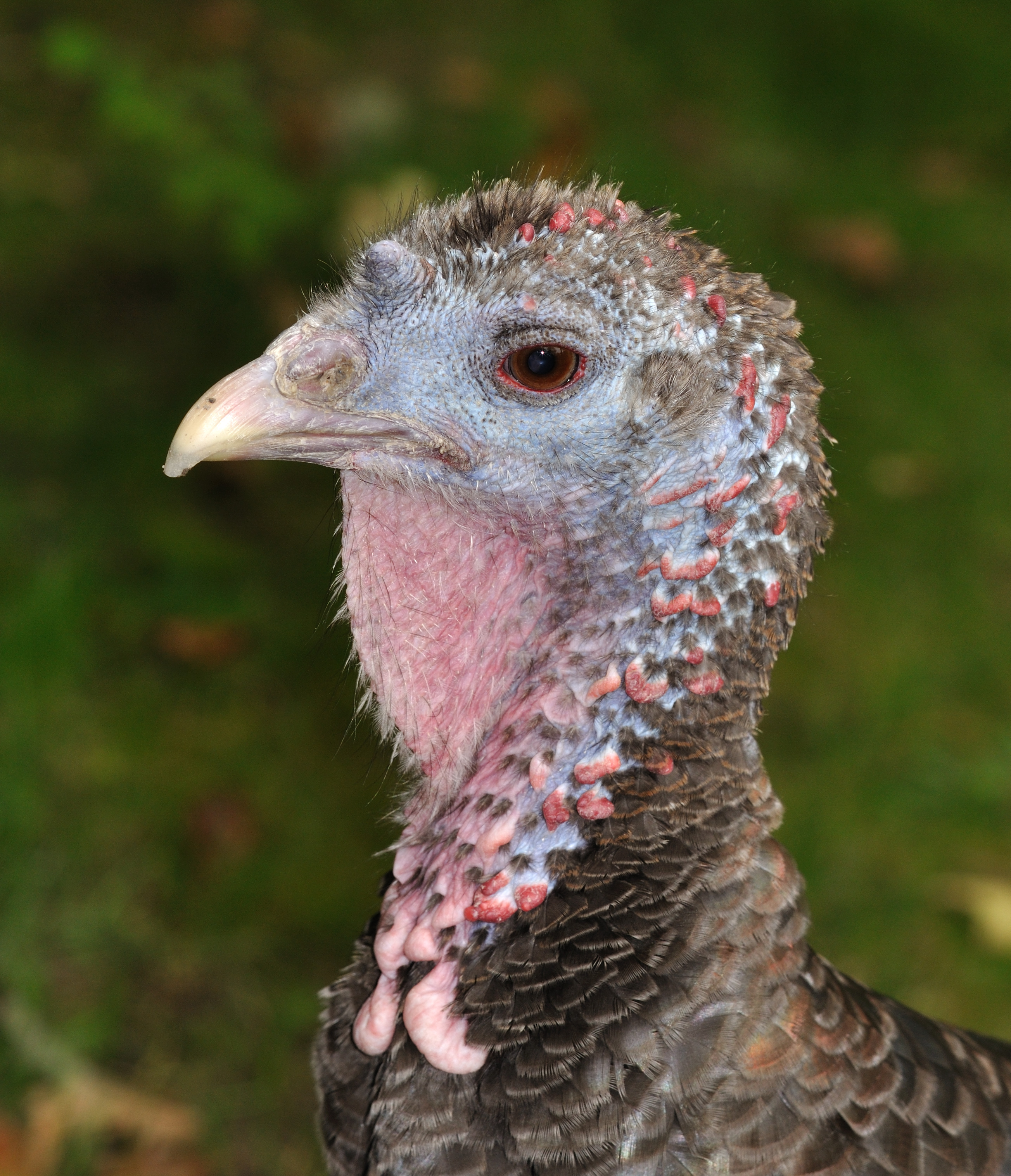 Meleagris gallopavo qtl1