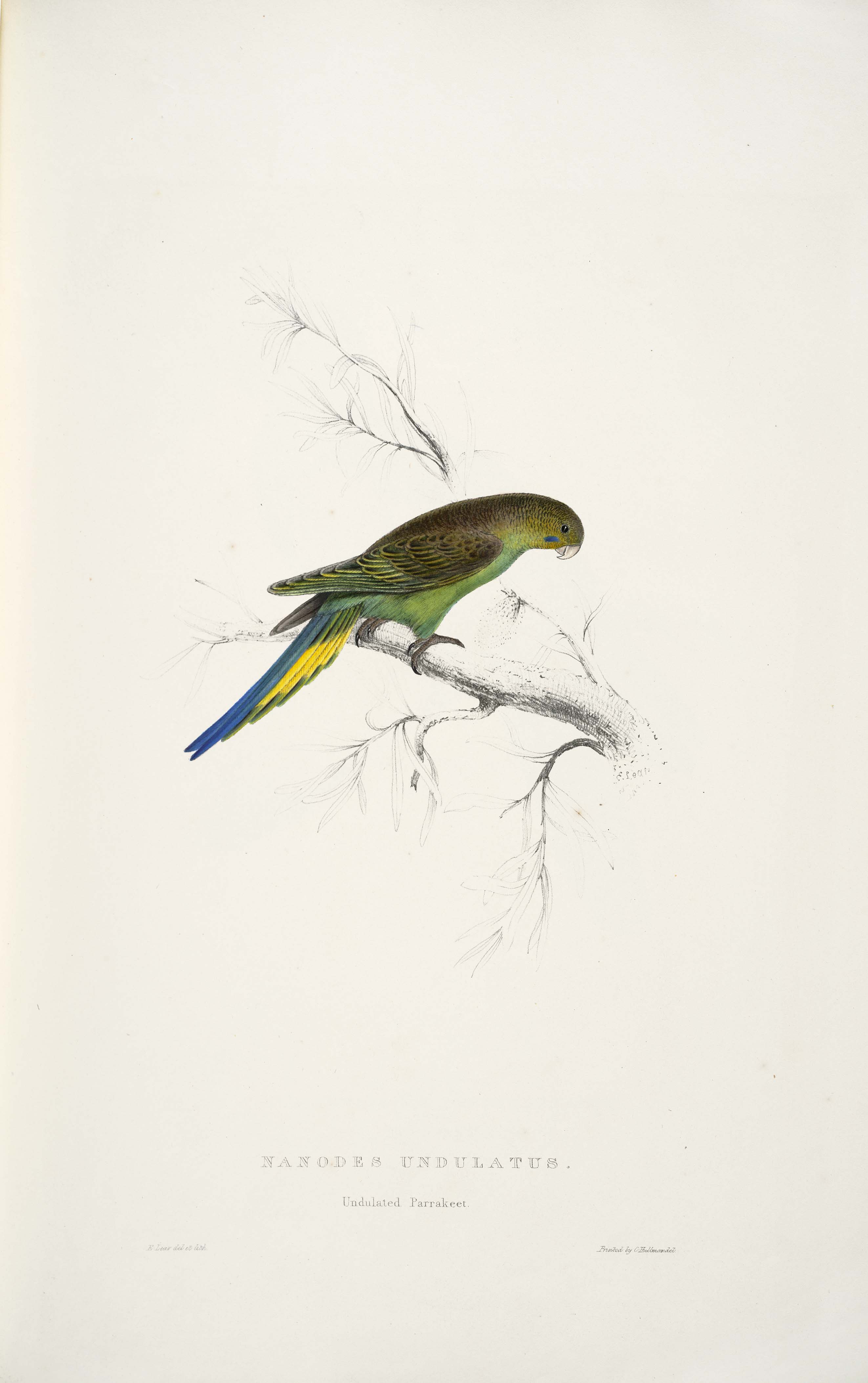 Melopsittacus undulatus -Nanodes undulatus Undulated parrakeet -by Edward Lear 1812-1888