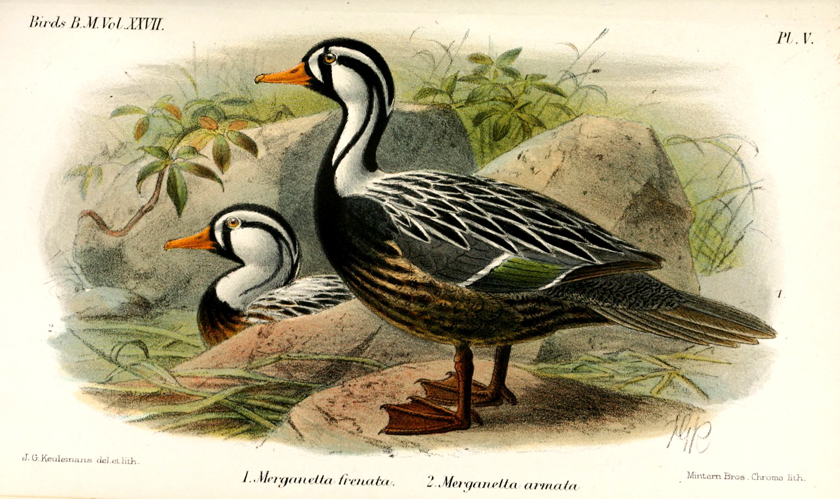 MerganettaKeulemans