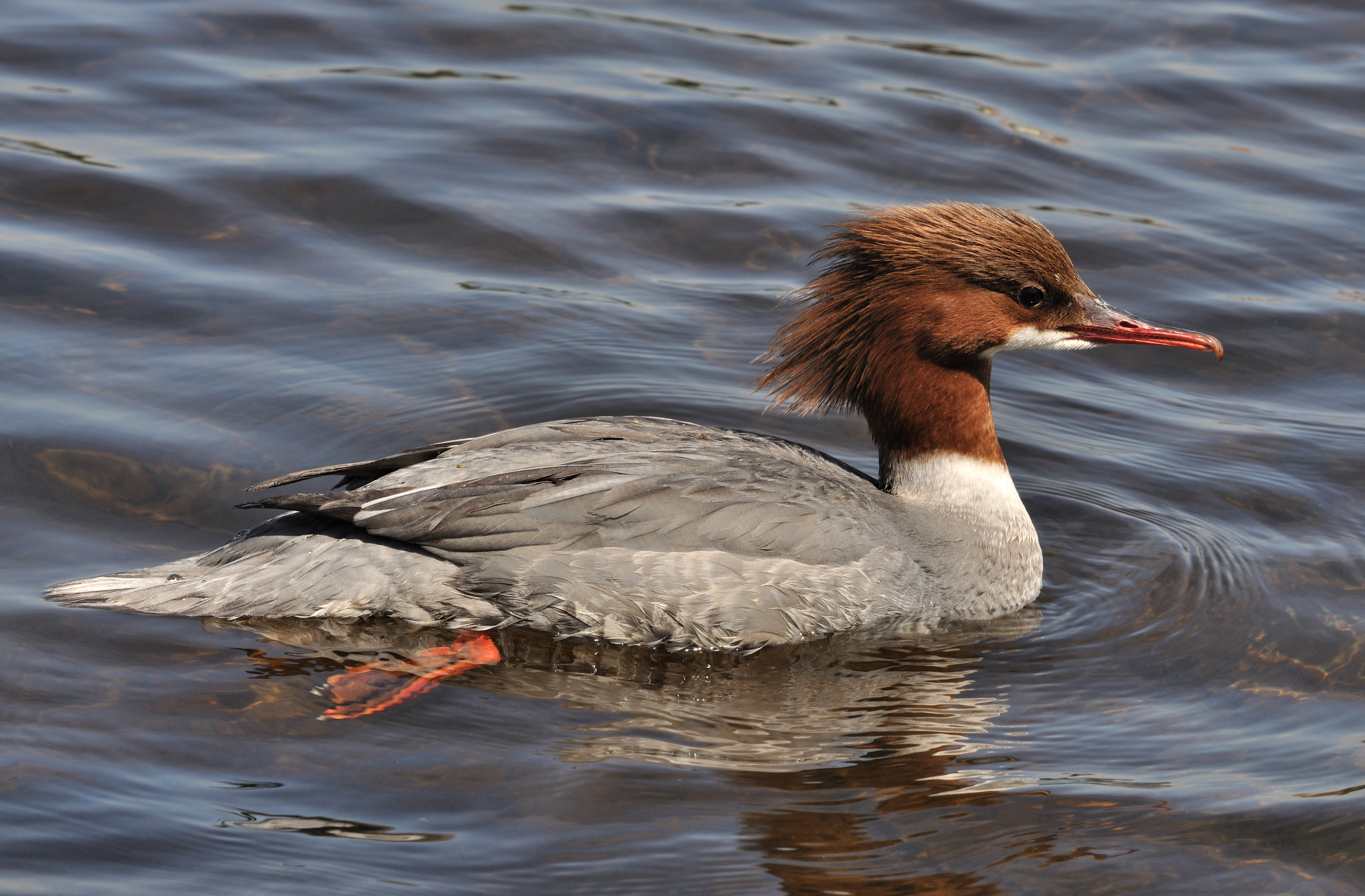 Mergus merganser qtl1