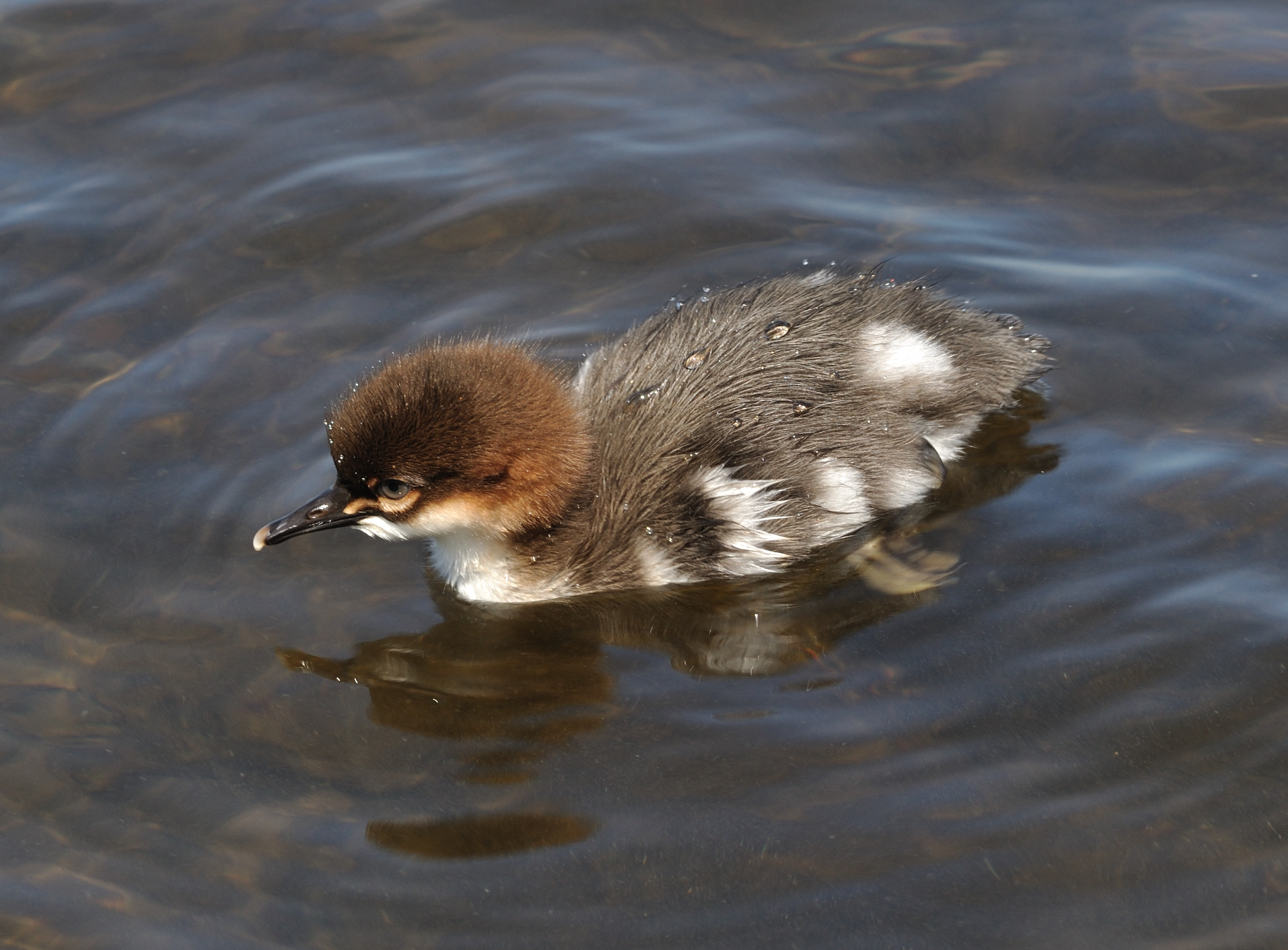 Mergus merganser qtl2