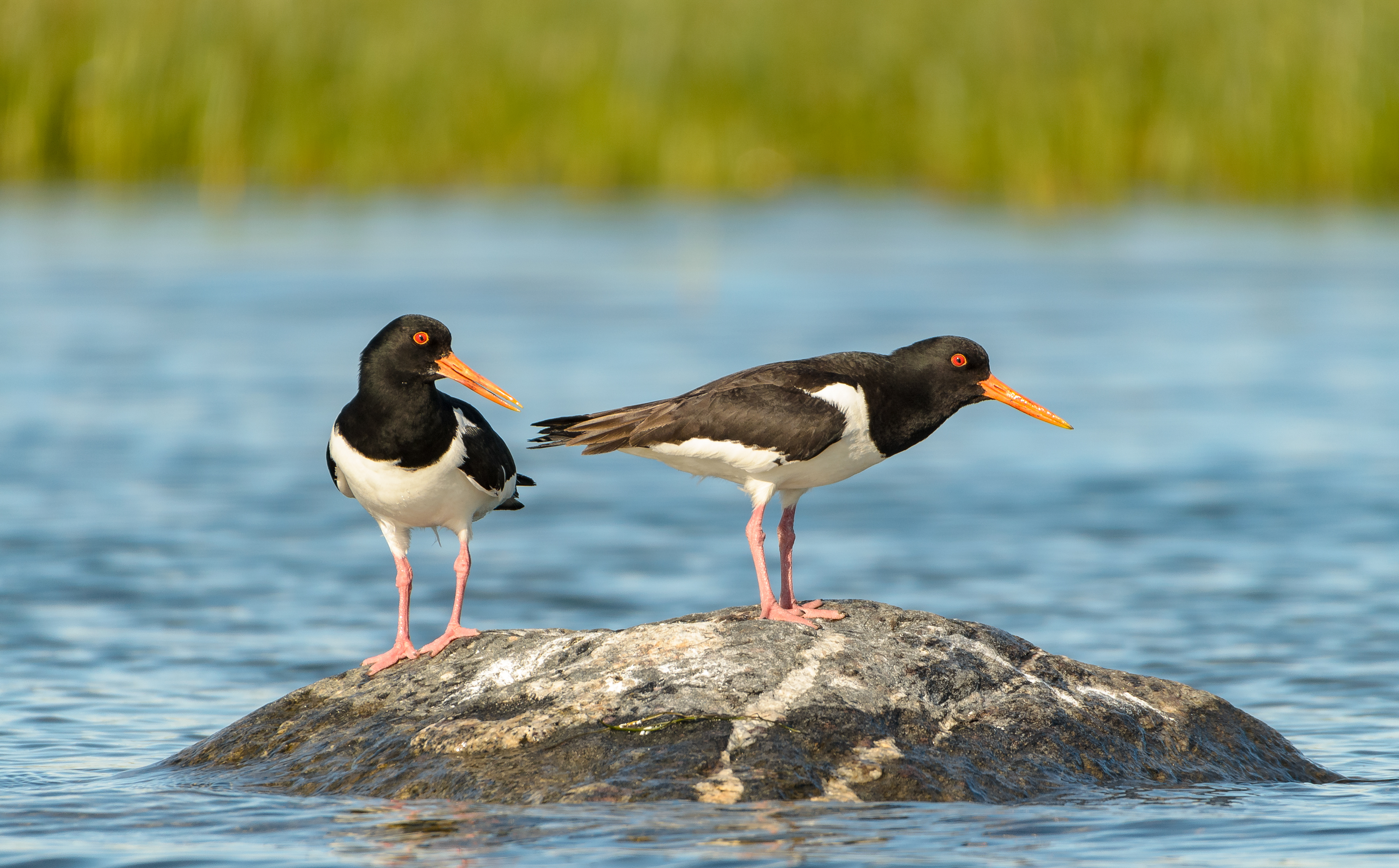 Merisk - Eurasian oystercatcher - Haematopus ostralegus (1) copy
