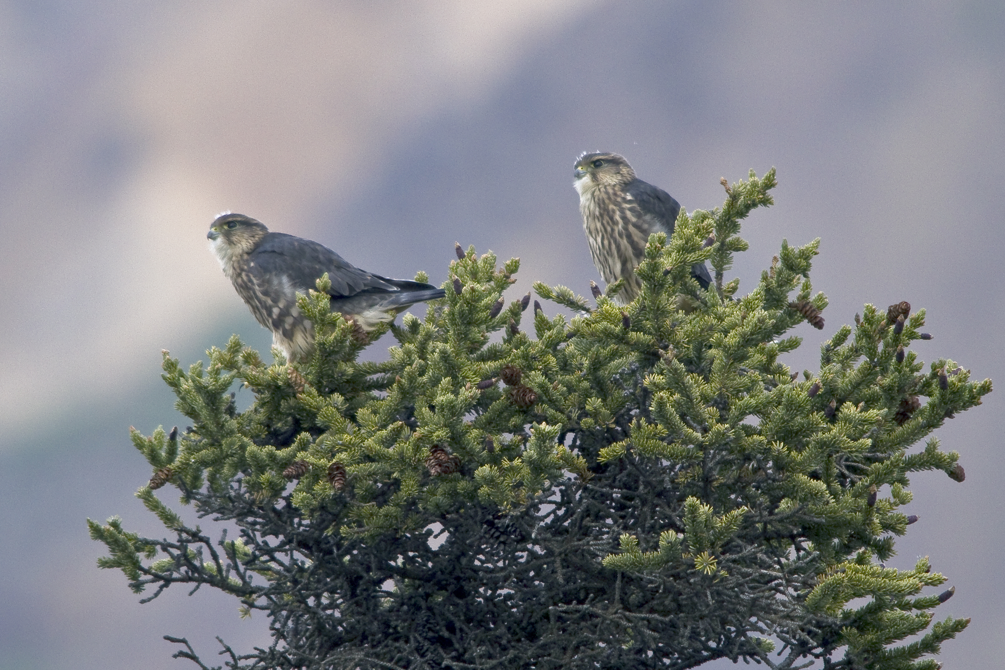 Merlins (7956362326)