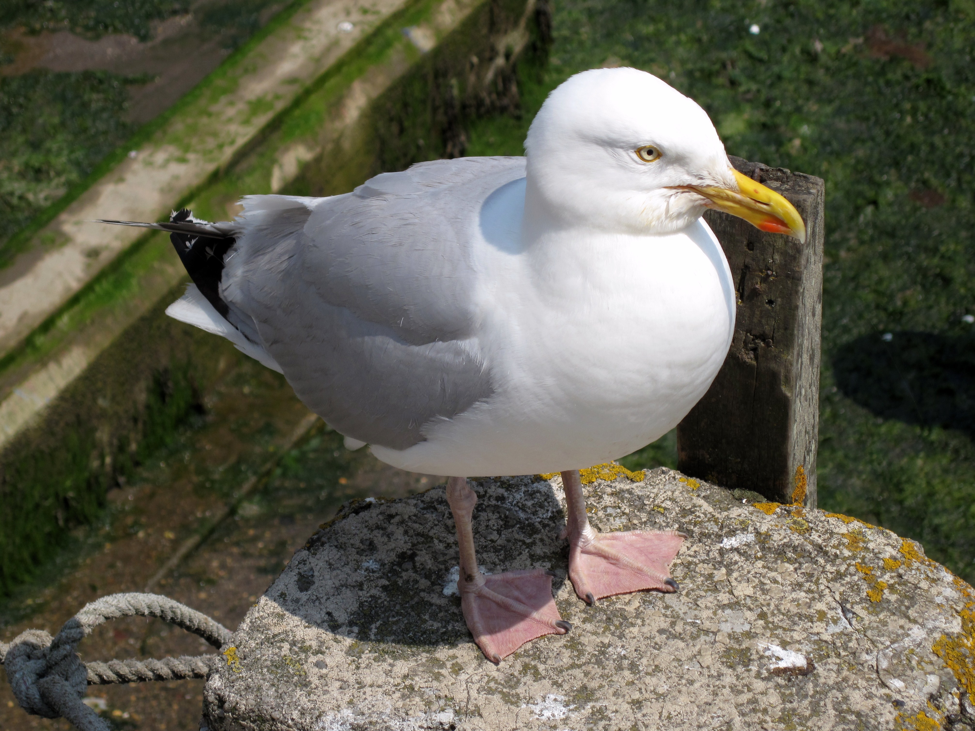 Mevagissey Silbermöwe 01