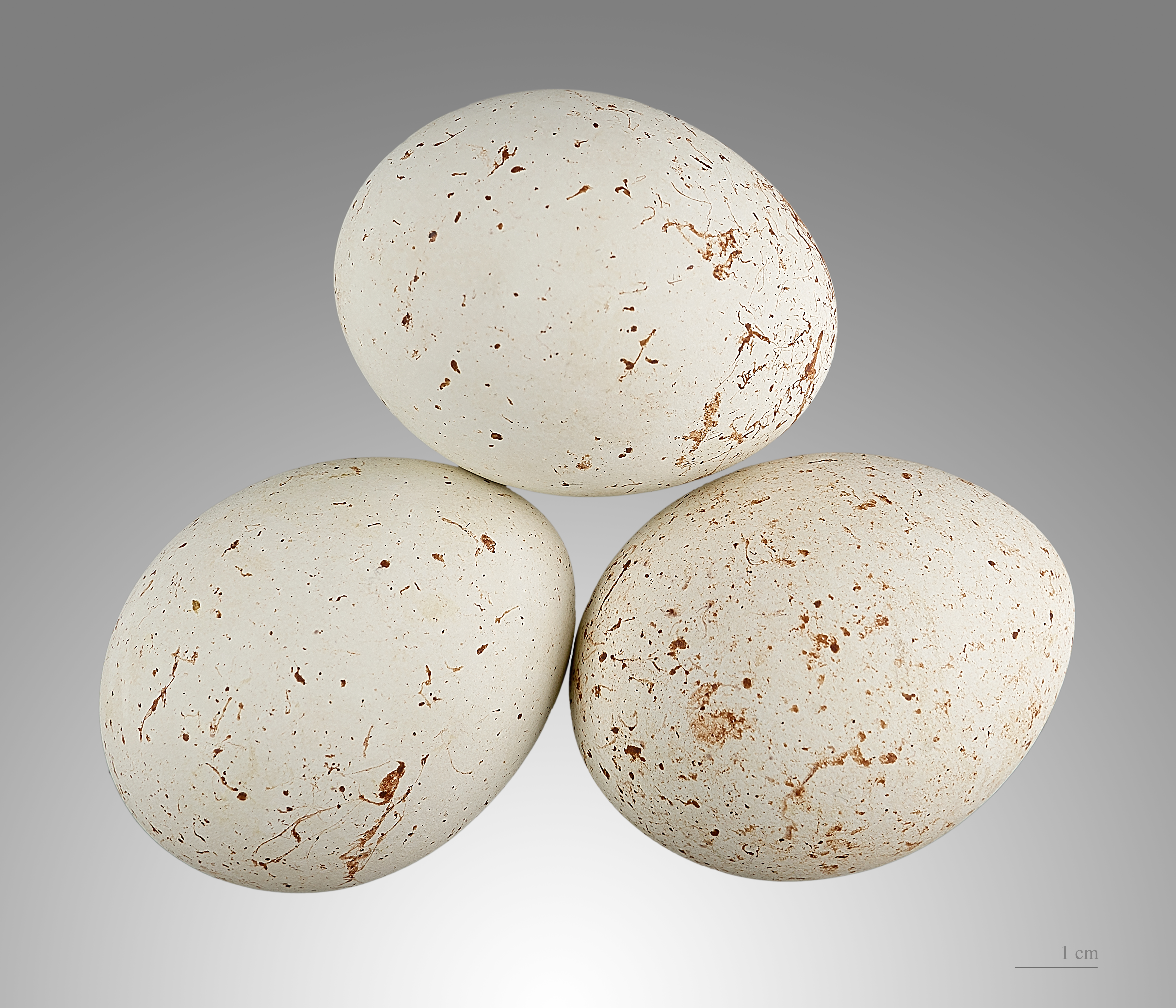 Milvus migrans MHNT.ZOO.2006.11.86